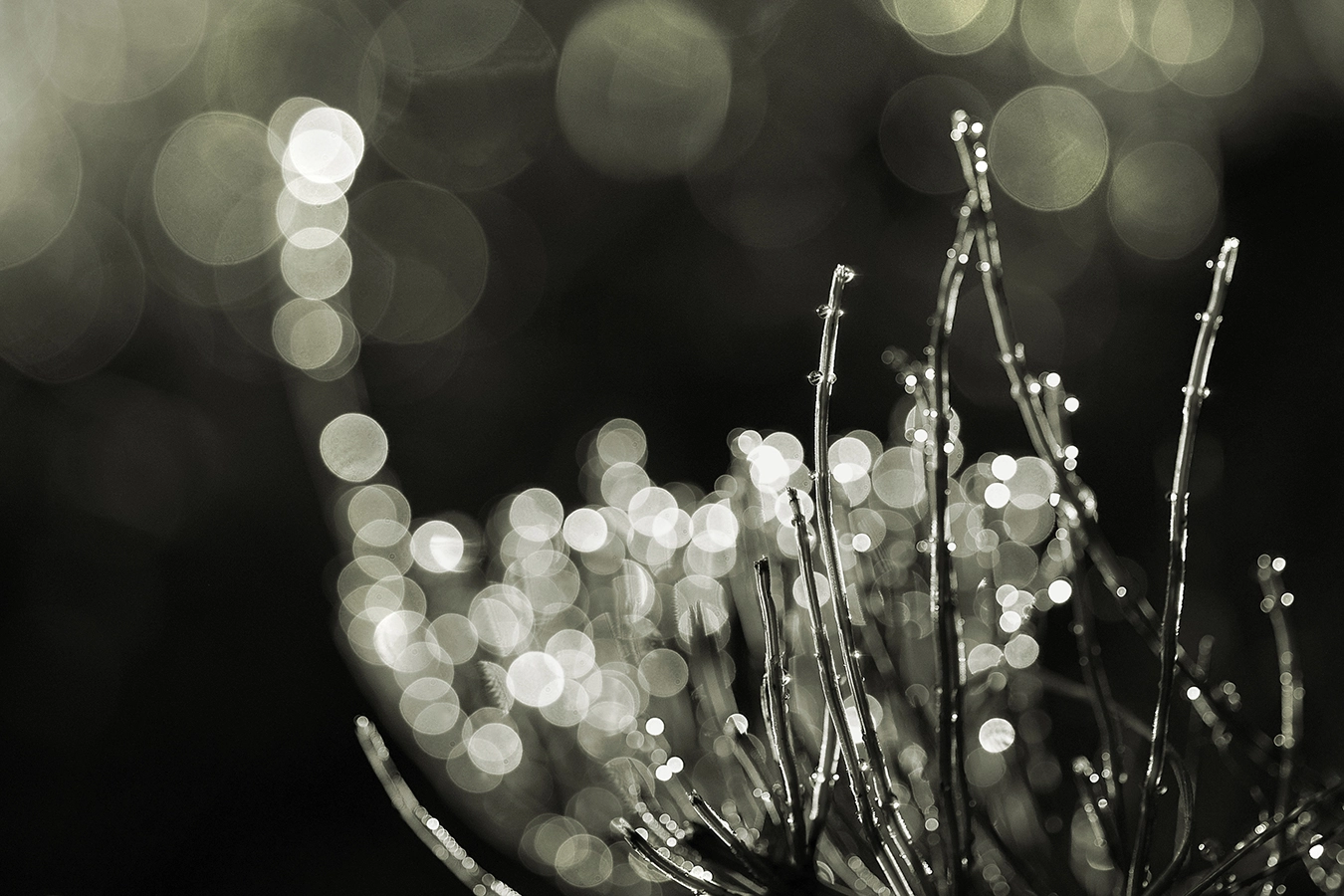 Sony Alpha DSLR-A850 + Minolta AF 100mm F2.8 Macro [New] sample photo. Morning dew iii photography