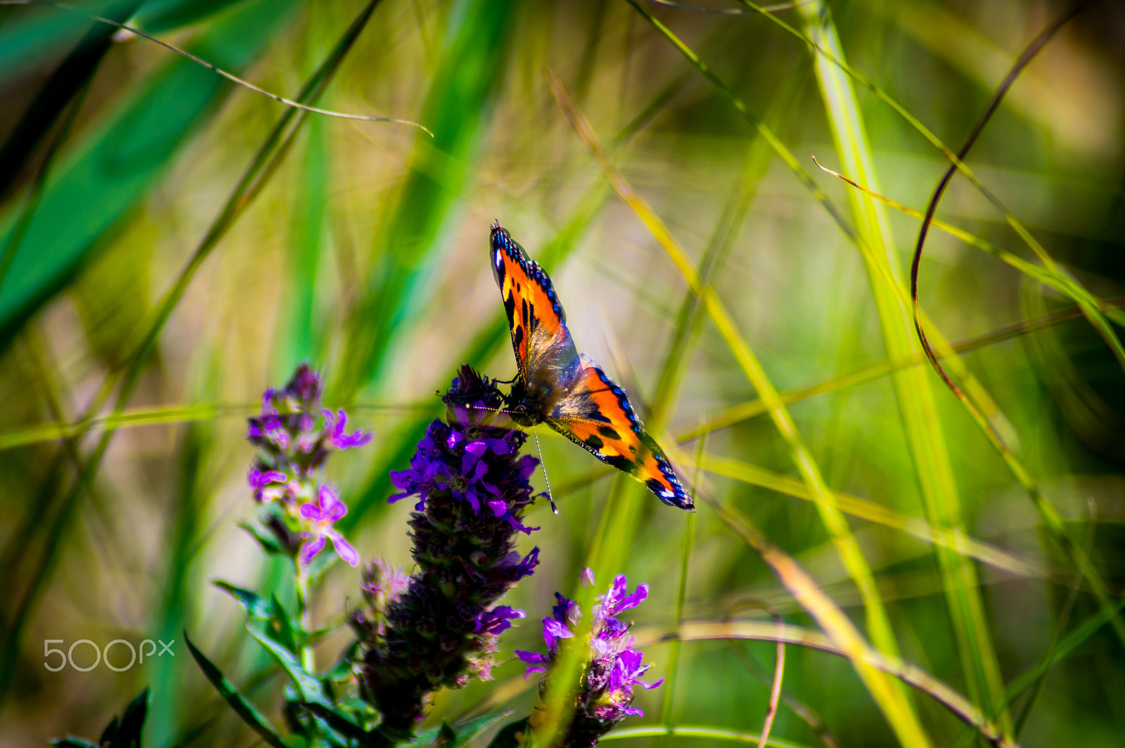 Pentax K-3 sample photo. Full of dreams photography