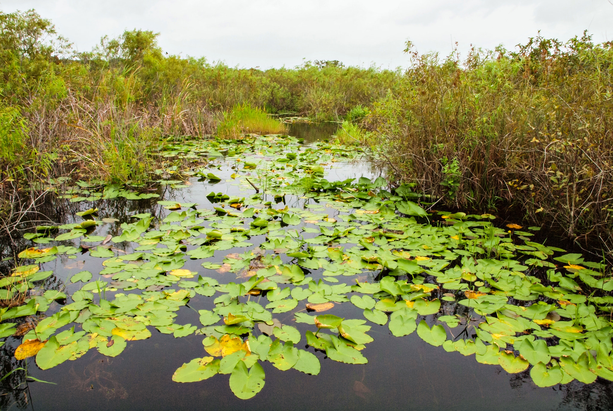 Olympus E-600 (EVOLT E-600) + OLYMPUS 14-42mm Lens sample photo. Lily pad invasion in everglades national park photography