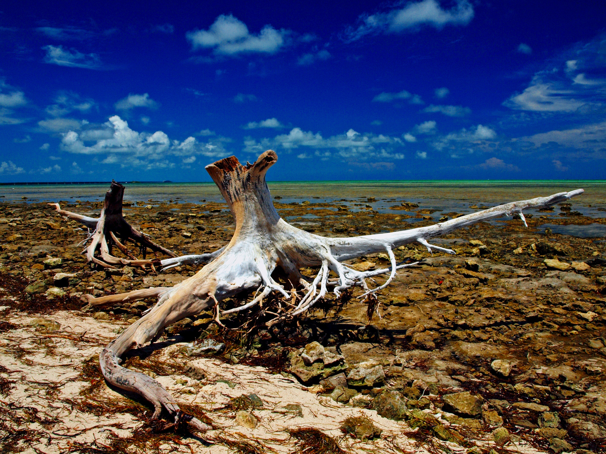 Olympus E-600 (EVOLT E-600) sample photo. Stumped: ohio key, florida keys national wildlife refuge photography