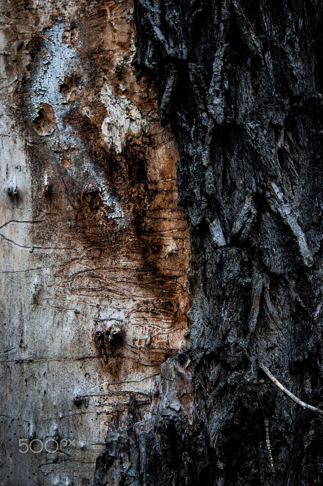 Minolta AF 35-70mm F3.5-4.5 [II] sample photo. Bark photography