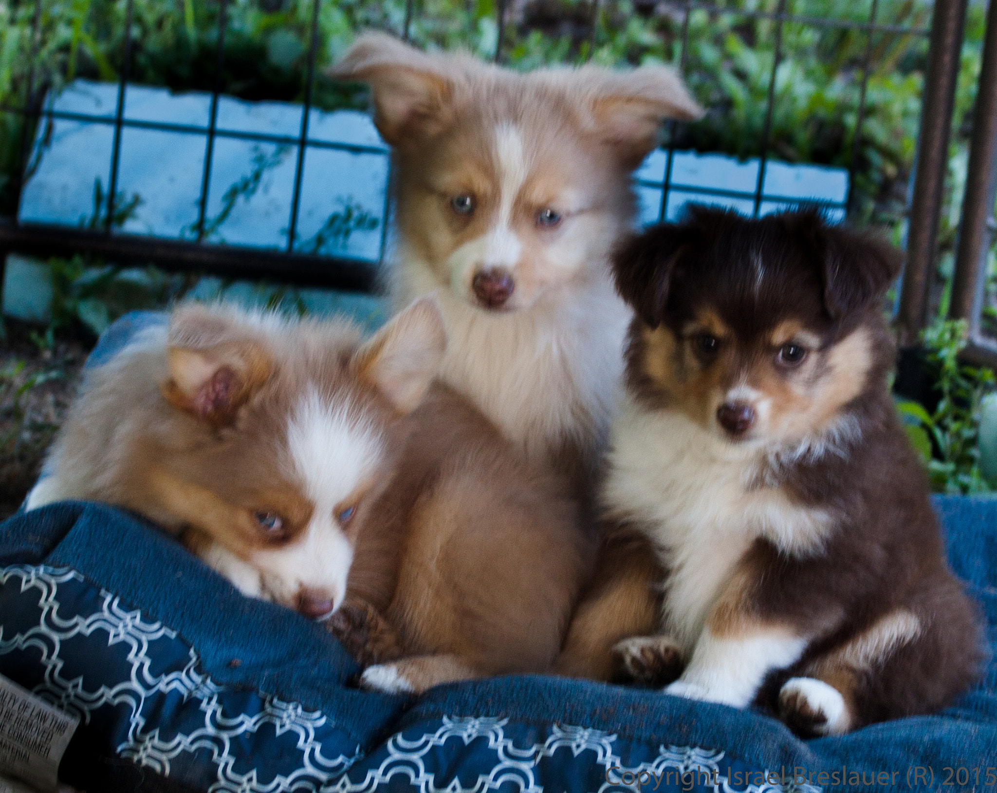 Canon EOS 500D (EOS Rebel T1i / EOS Kiss X3) sample photo. Puppies  photography