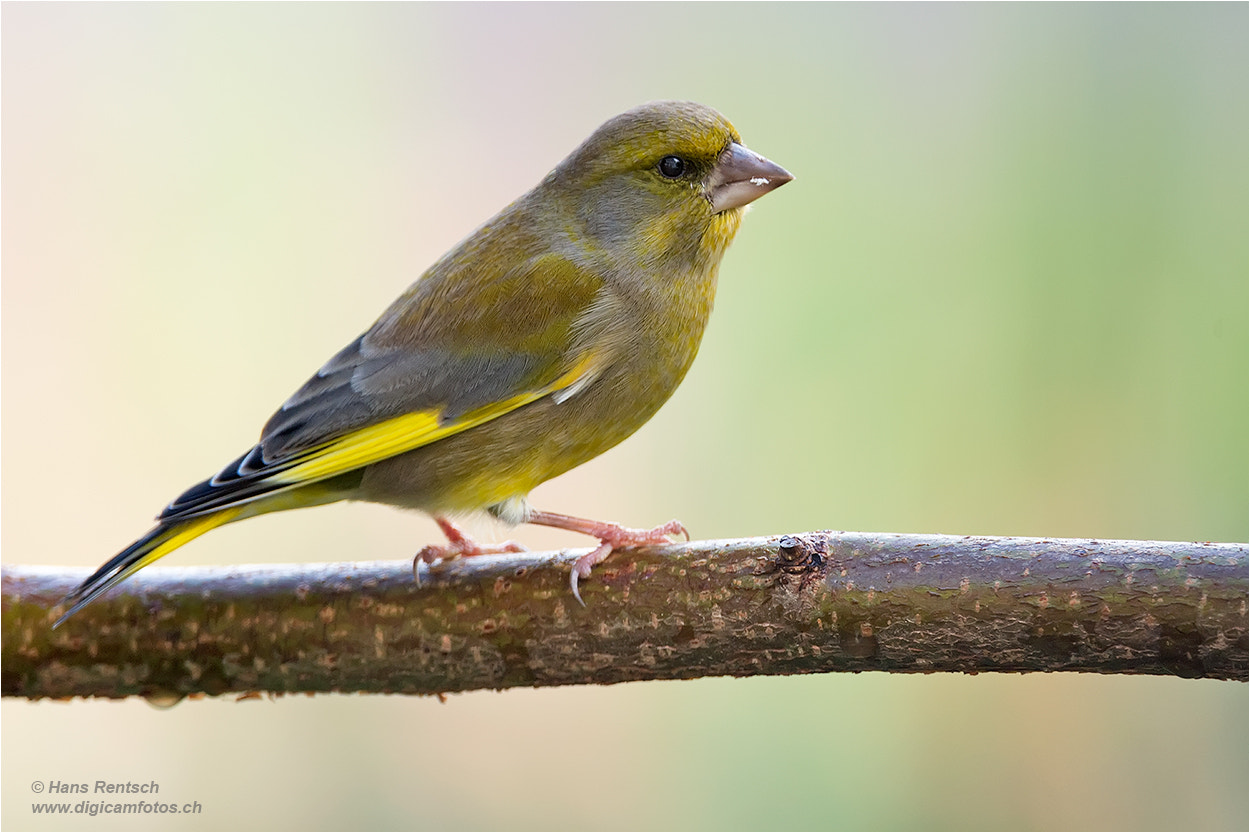 Nikon D4 sample photo. European greenfinch / carduelis chloris photography