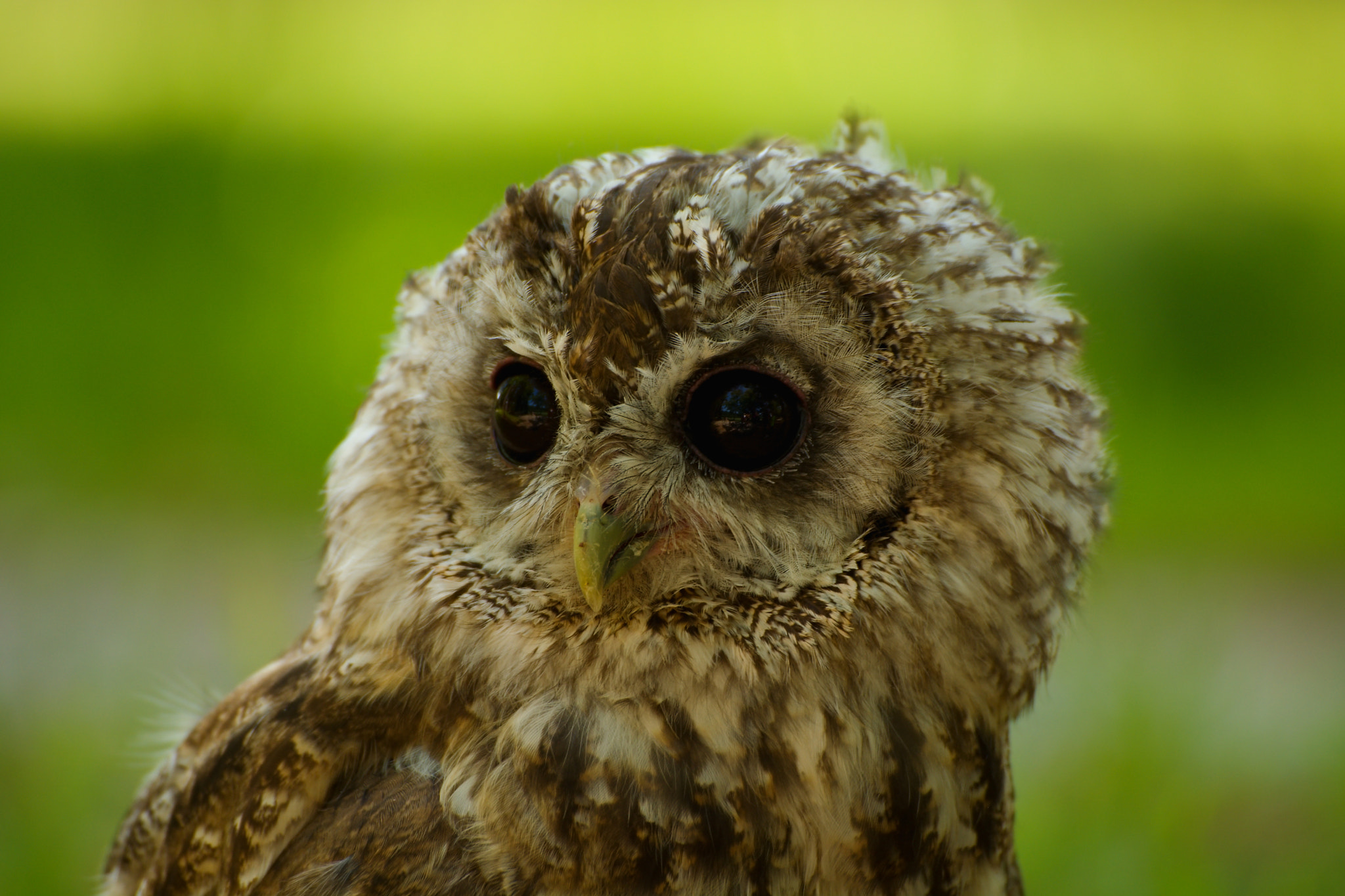 Nikon D5200 + 70.00 - 300.00 mm f/4.0 - 5.6 sample photo. Tawny owl photography