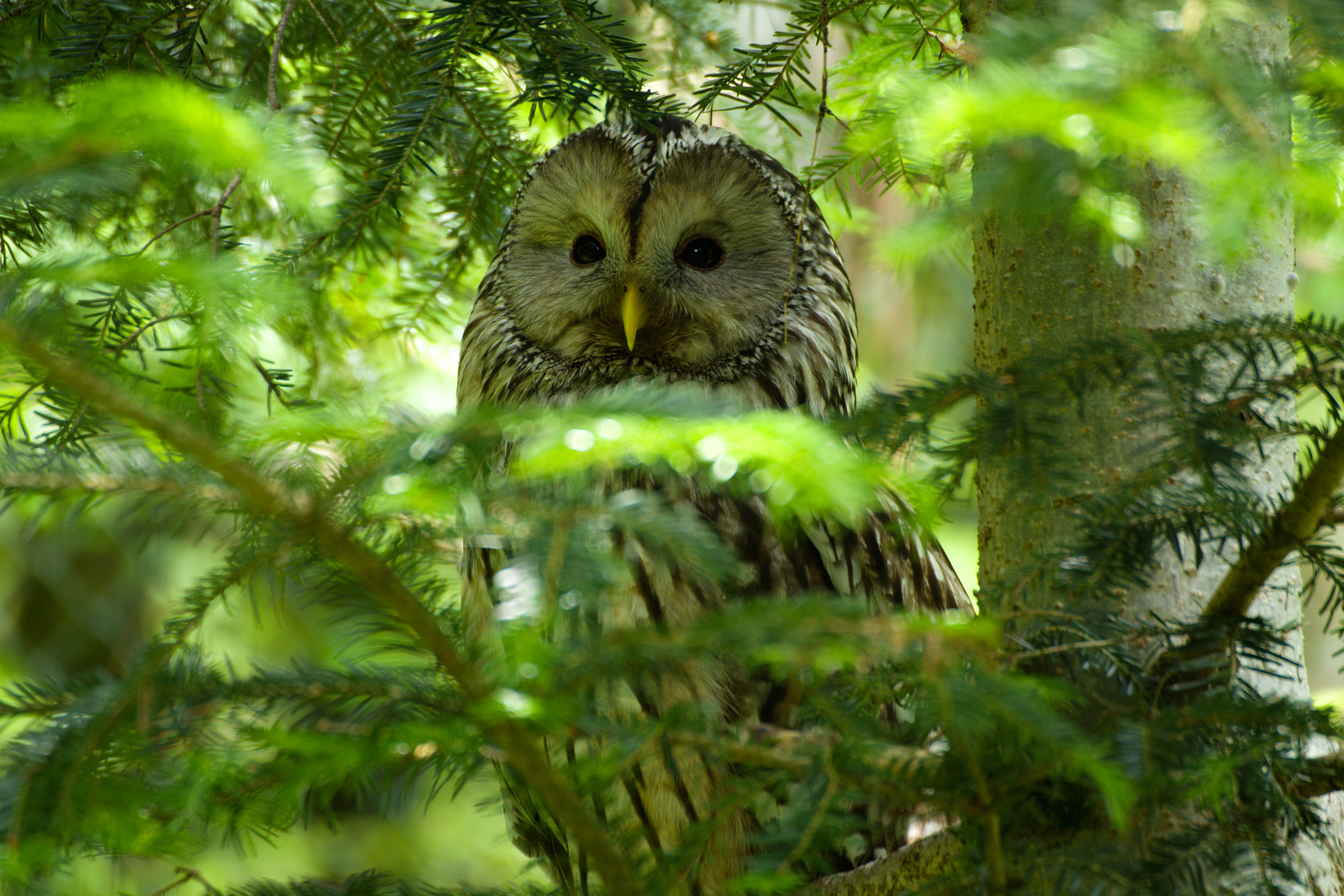 Nikon D5200 + 70.00 - 300.00 mm f/4.0 - 5.6 sample photo. Owl in the park photography