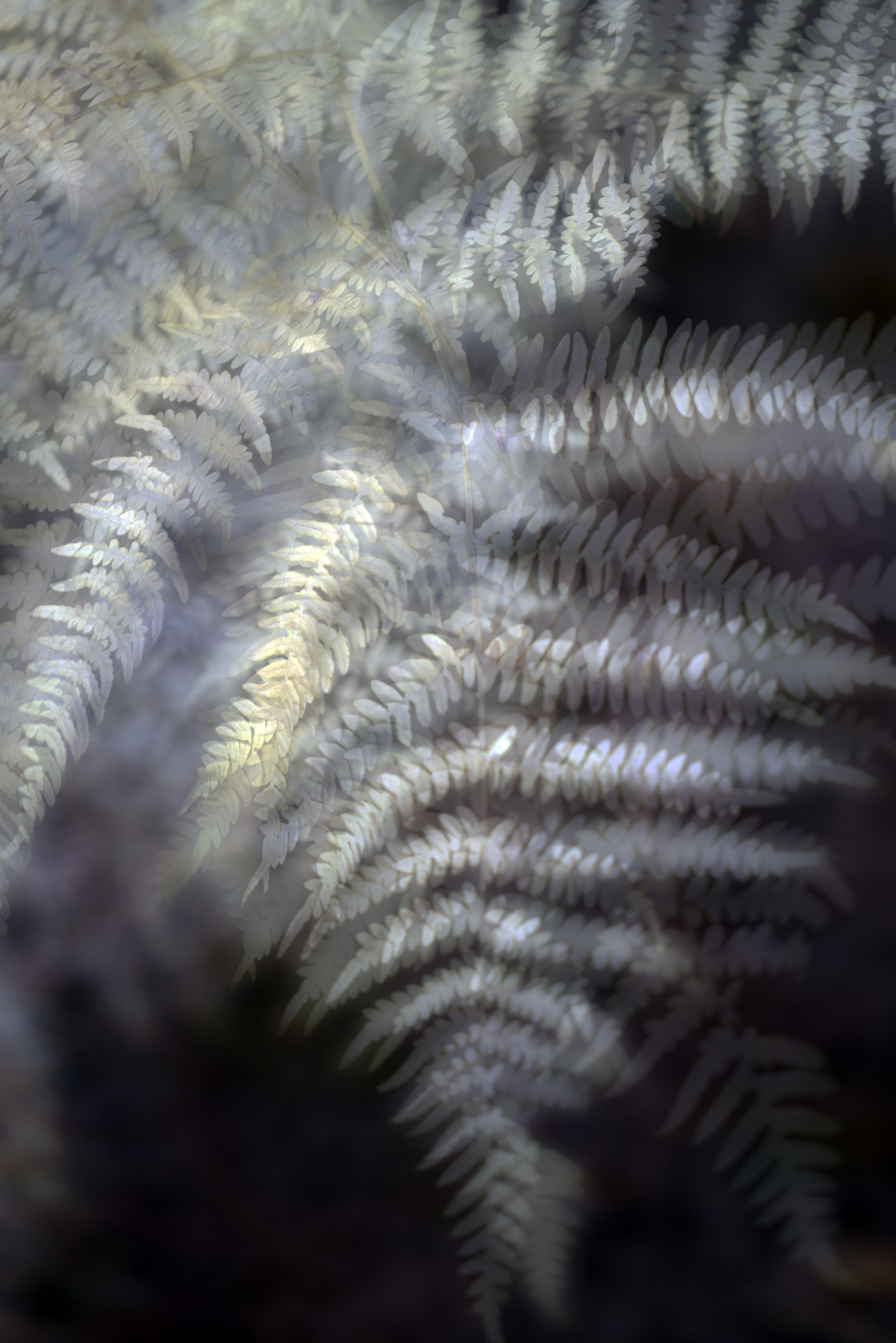 Sony a7R + Sony Vario Tessar T* FE 24-70mm F4 ZA OSS sample photo. Fern symphony photography