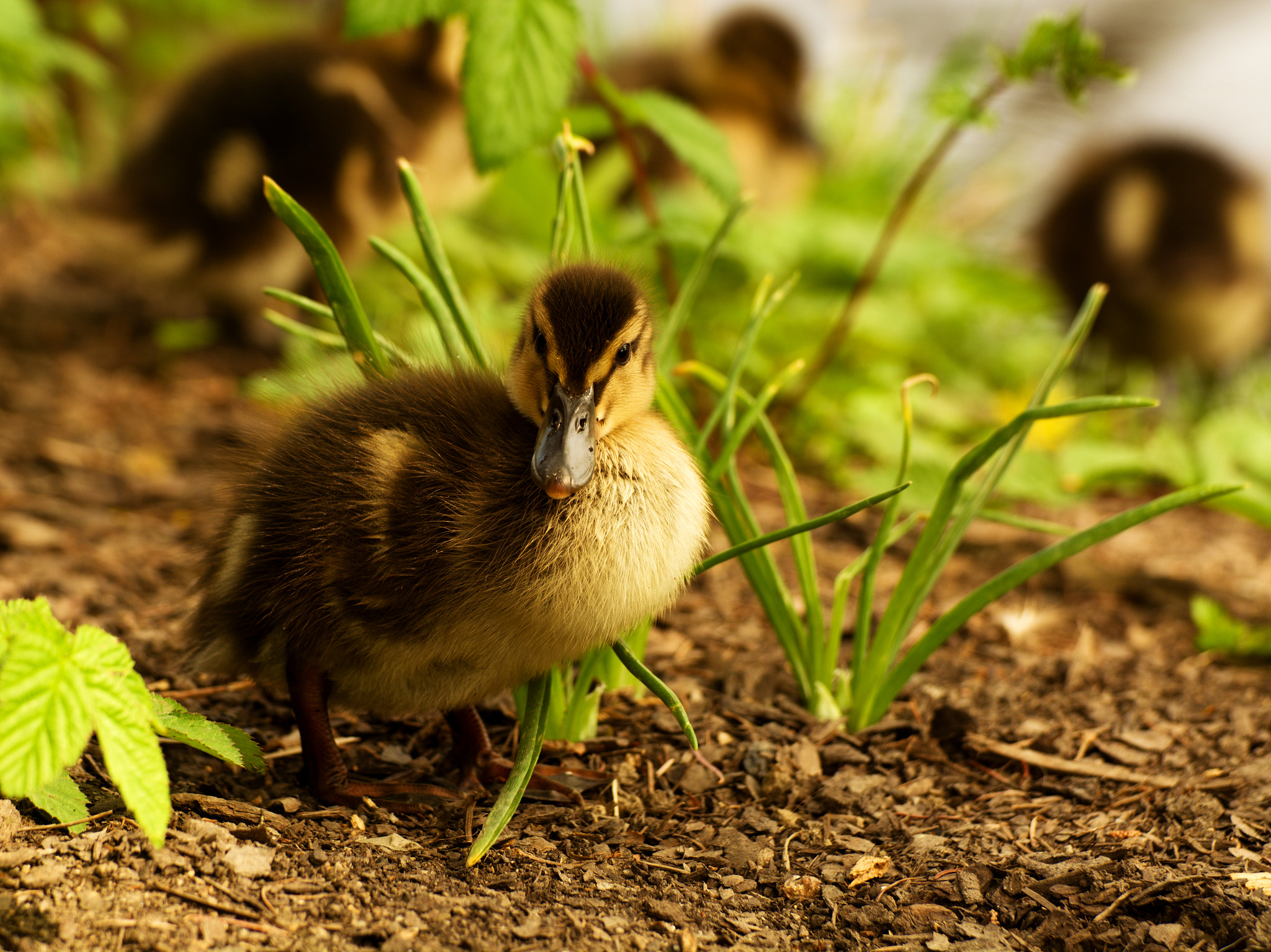 Nikon D5200 + 70.00 - 300.00 mm f/4.0 - 5.6 sample photo. Small duck photography