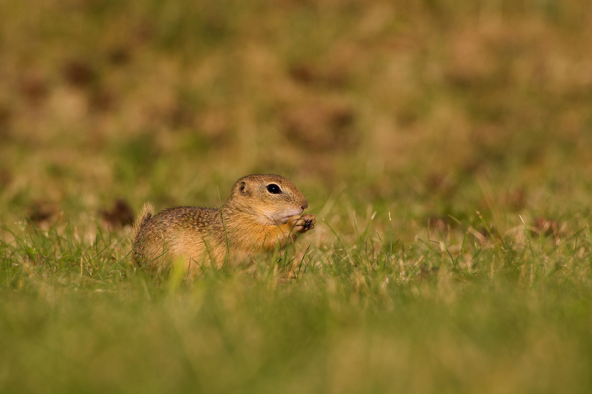70.00 - 300.00 mm f/4.0 - 5.6 sample photo. Squirrel photography