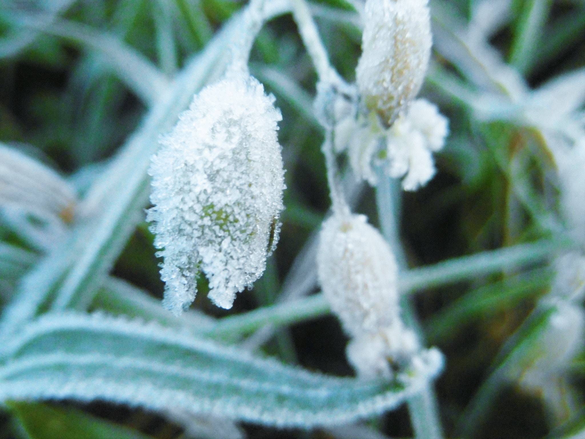 Panasonic DMC-SZ8 sample photo. Morning frost photography