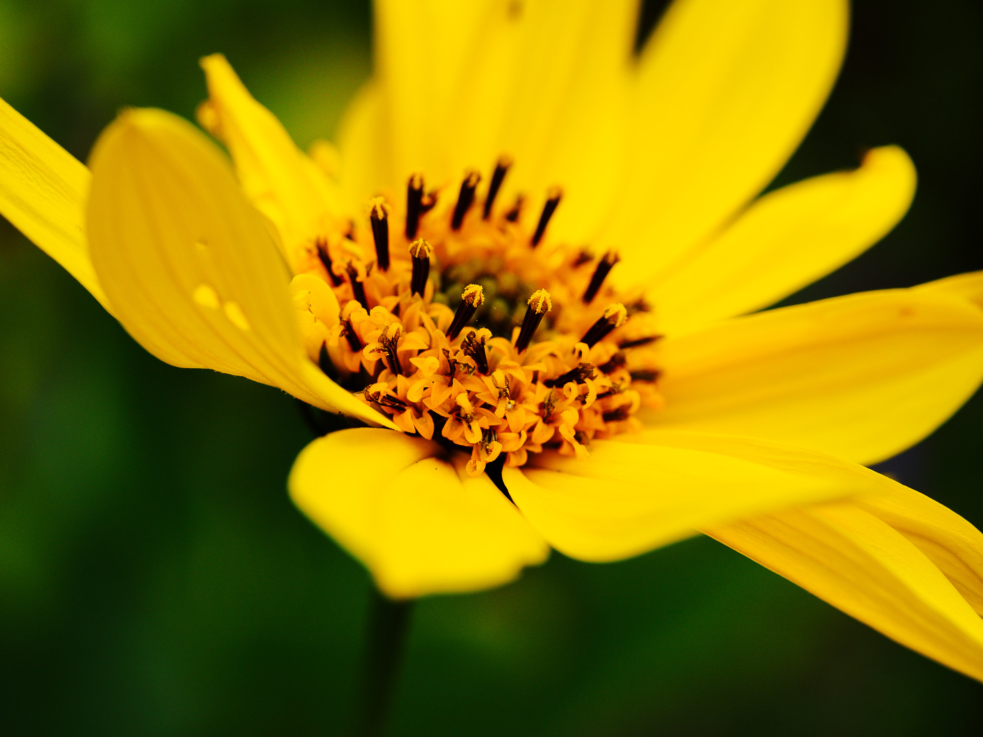 Panasonic Leica DG Macro-Elmarit 45mm F2.8 ASPH OIS sample photo. Golden photography