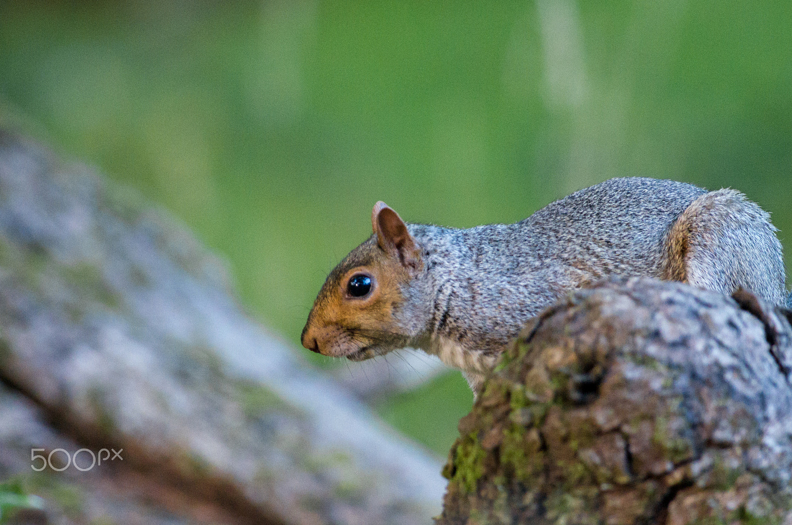 Pentax smc DA* 300mm F4.0 ED (IF) SDM sample photo. Not sure... photography