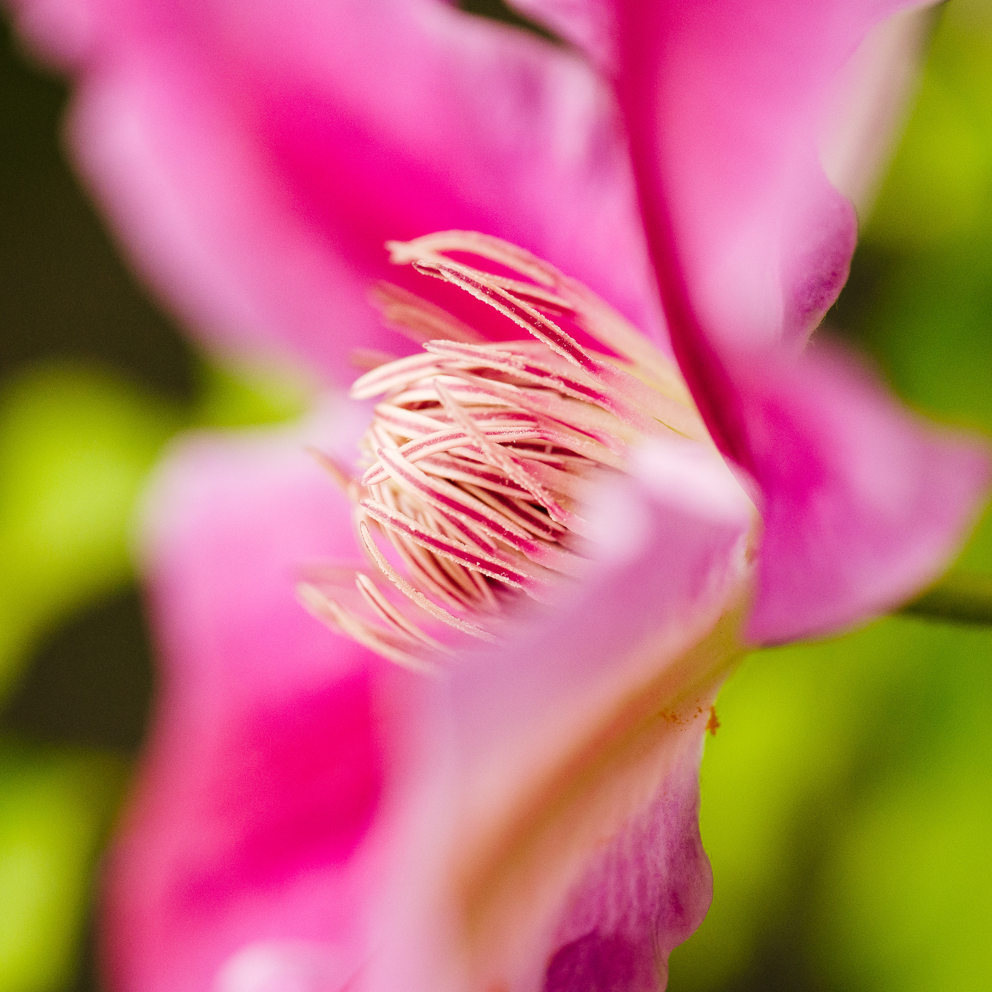 Panasonic Leica DG Macro-Elmarit 45mm F2.8 ASPH OIS sample photo. Late flower photography