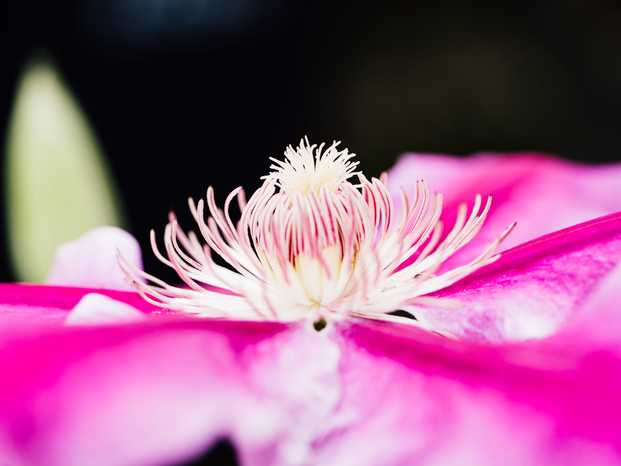 Panasonic Leica DG Macro-Elmarit 45mm F2.8 ASPH OIS sample photo. Clematis photography
