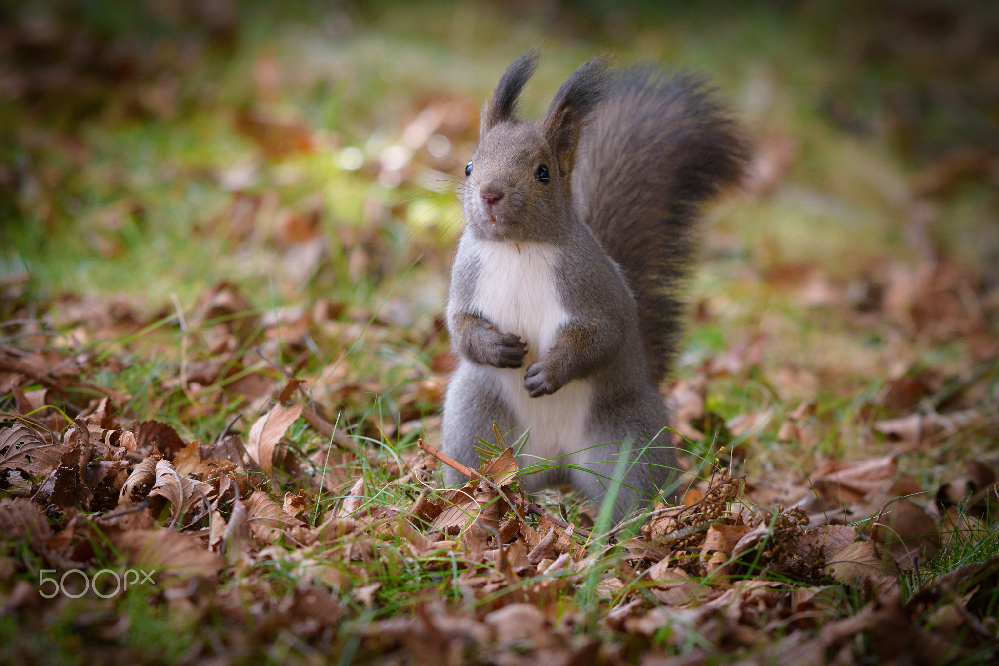 Squirrel #5