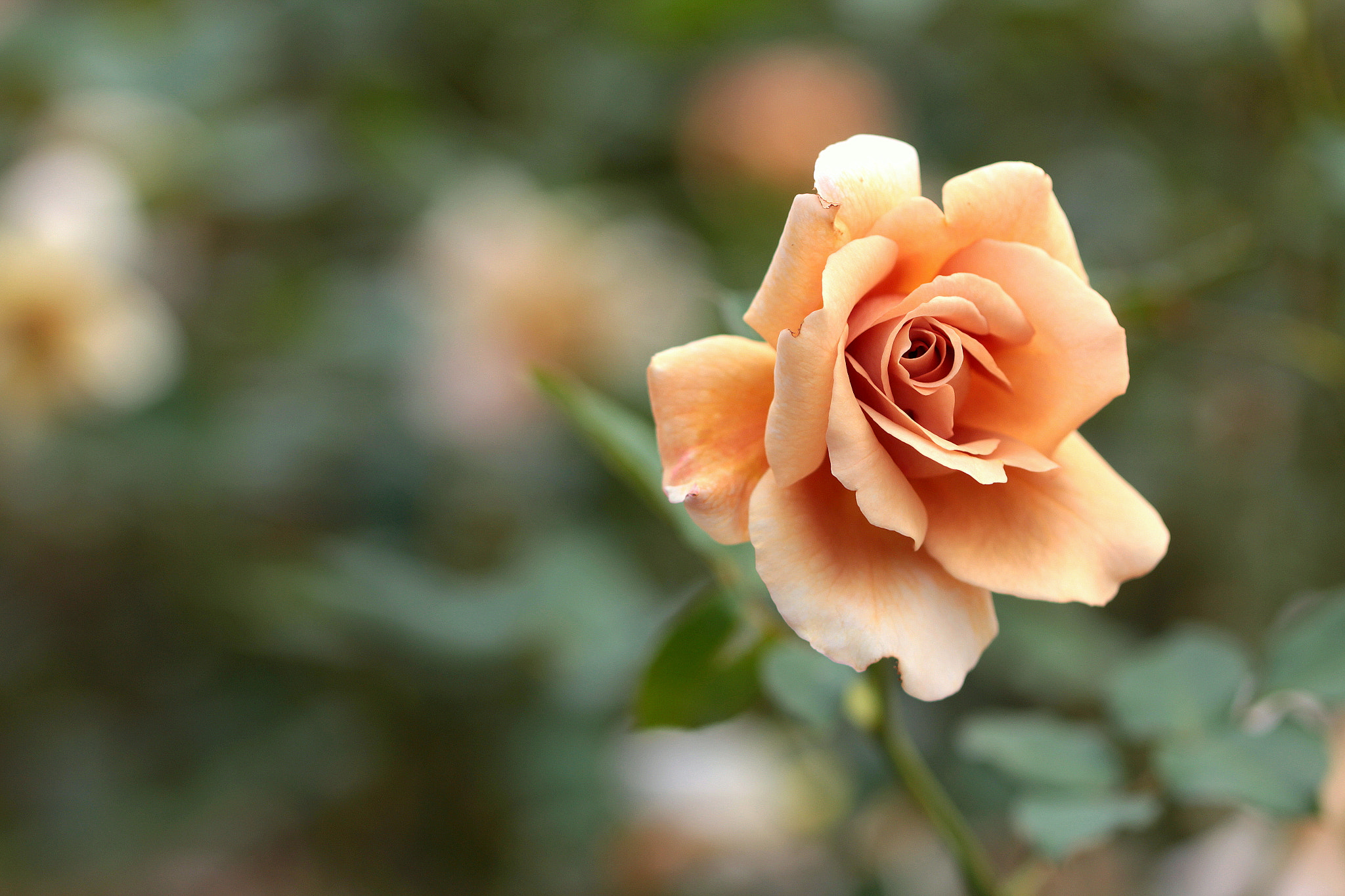 Canon EOS 650D (EOS Rebel T4i / EOS Kiss X6i) sample photo. Nuance color photography
