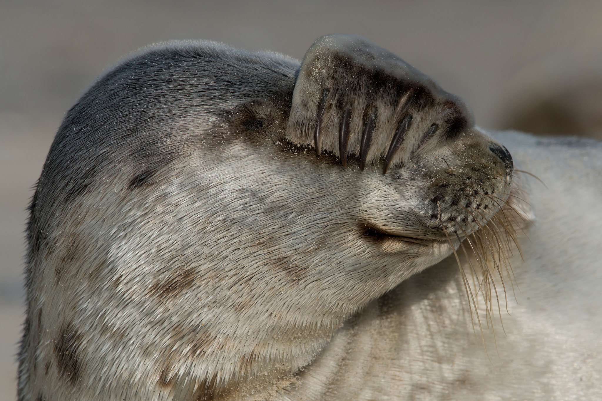 Sony 500mm F4 G SSM sample photo. No picture`s please ?? photography