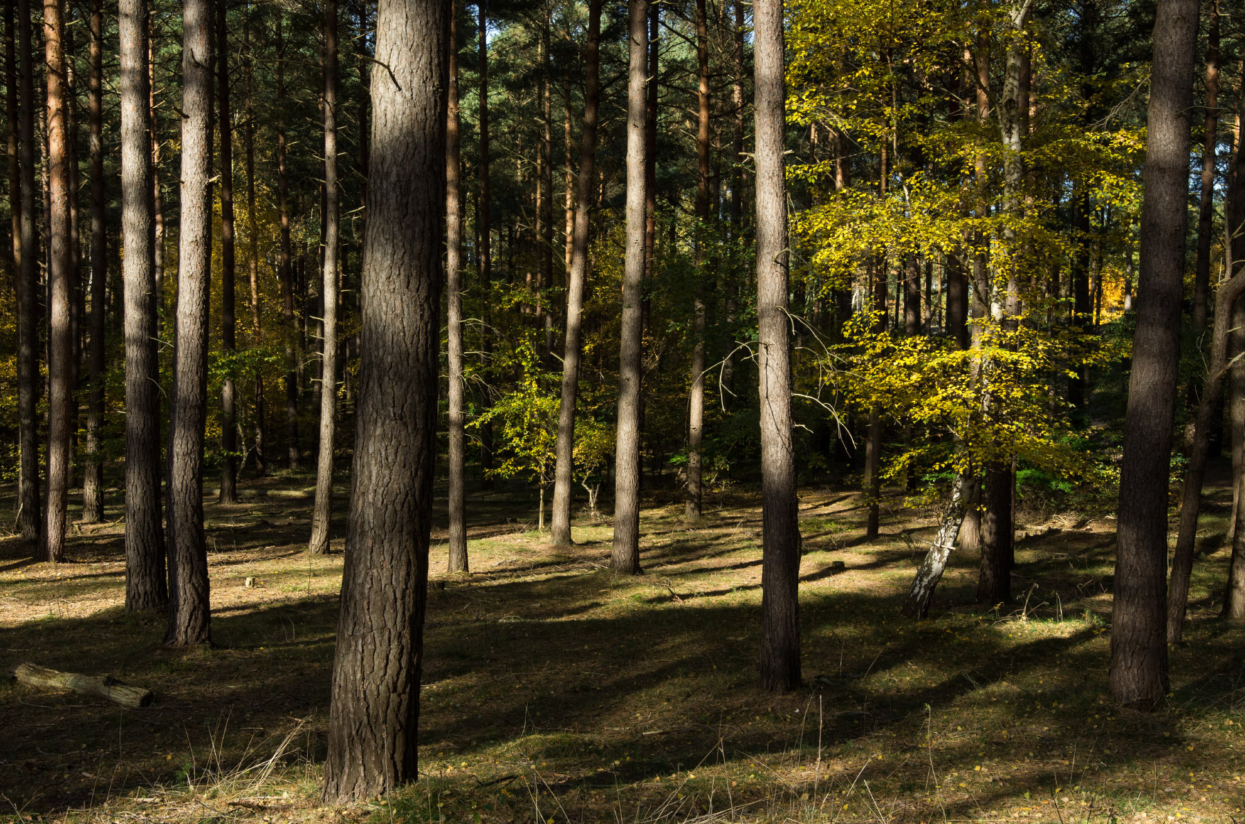 Pentax K-5 + Sigma 18-35mm F1.8 DC HSM Art sample photo. Harbuger berge photography