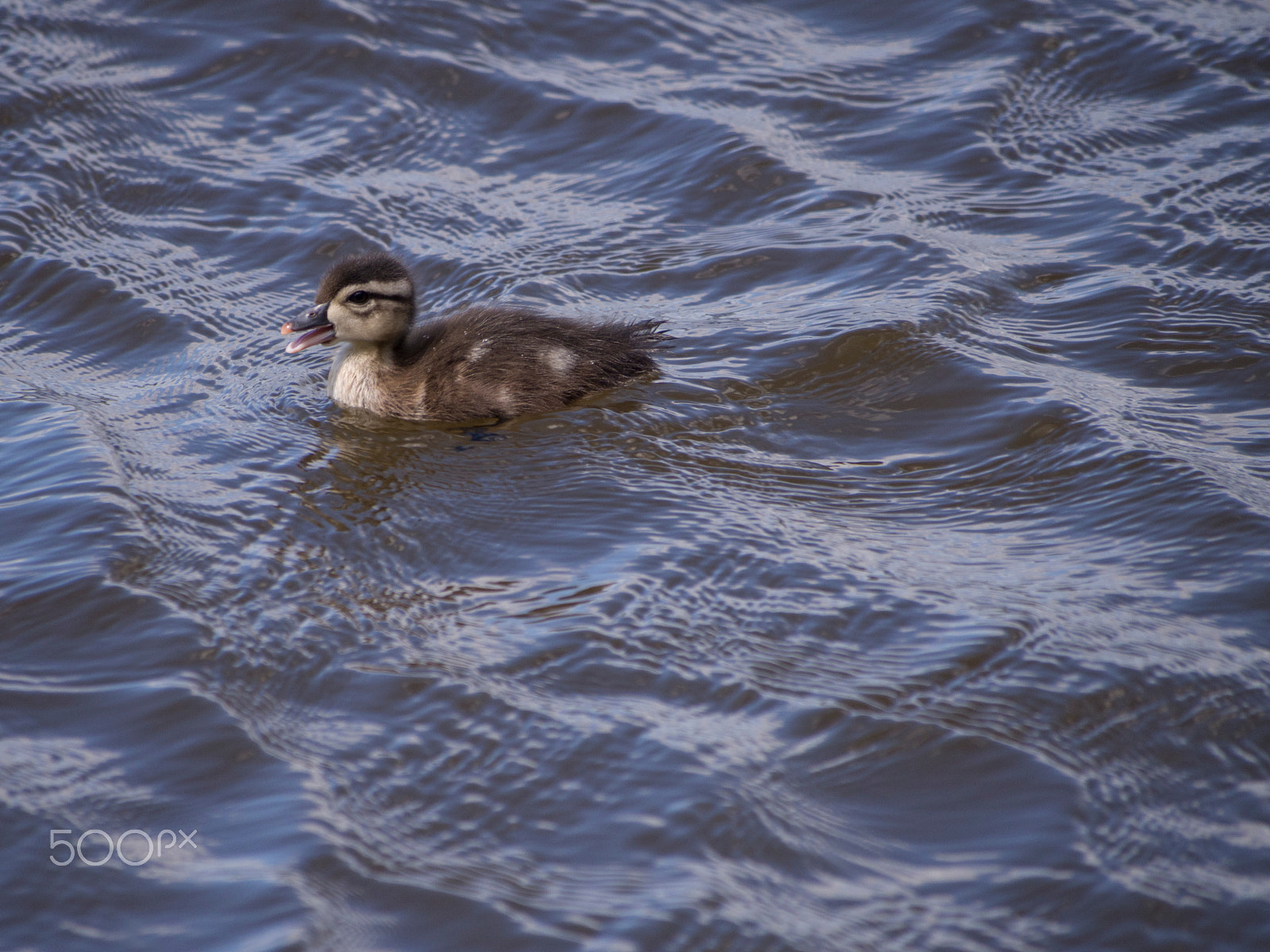 Olympus PEN E-PL5 sample photo. Baby wood duck photography