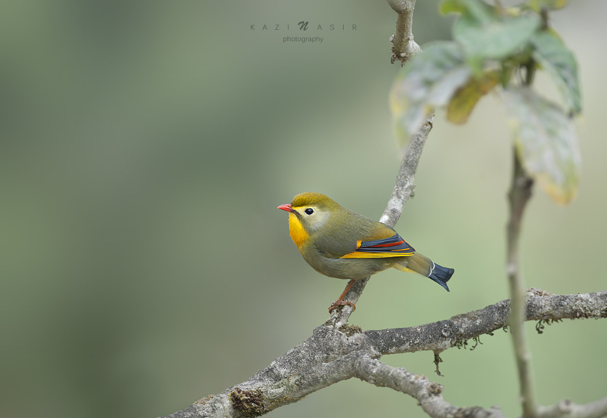 Nikon AF-S Nikkor 300mm F2.8G ED-IF VR sample photo. Red-billed leiothrix photography