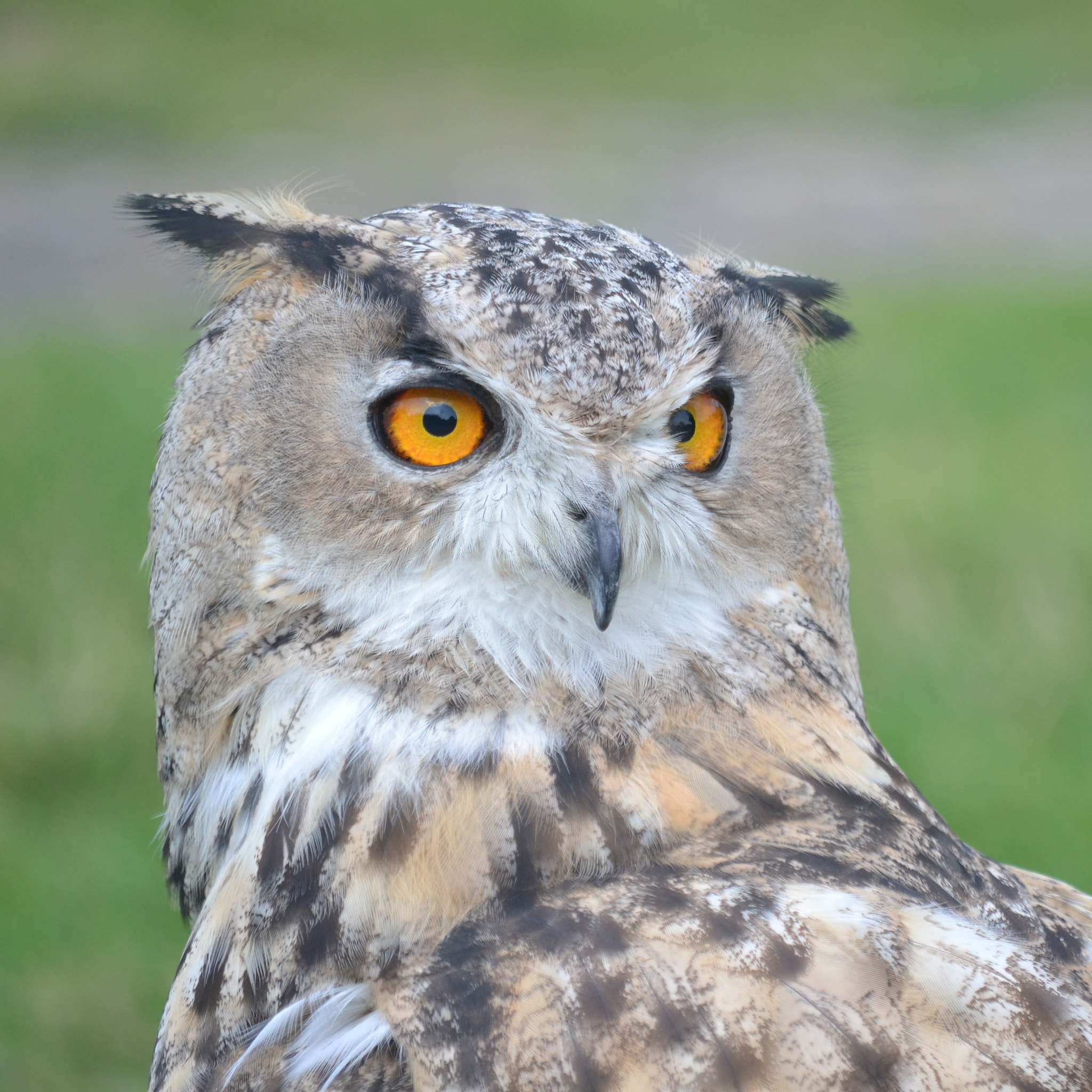 Nikon D3100 + Nikkor 45mm f/2.8 P sample photo. Bright, big eyes photography