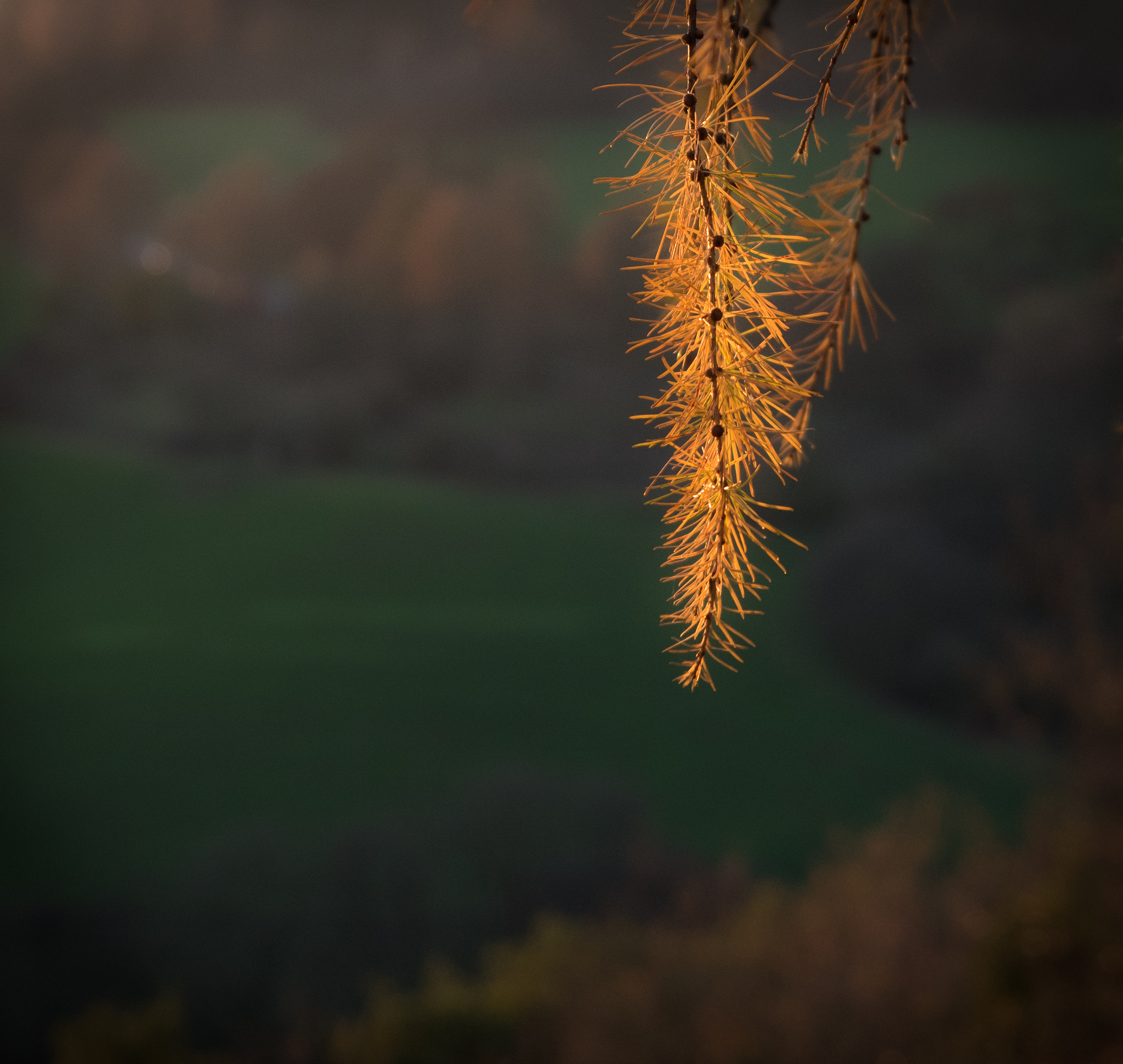 Pentax K-S1 sample photo. Larch branch photography