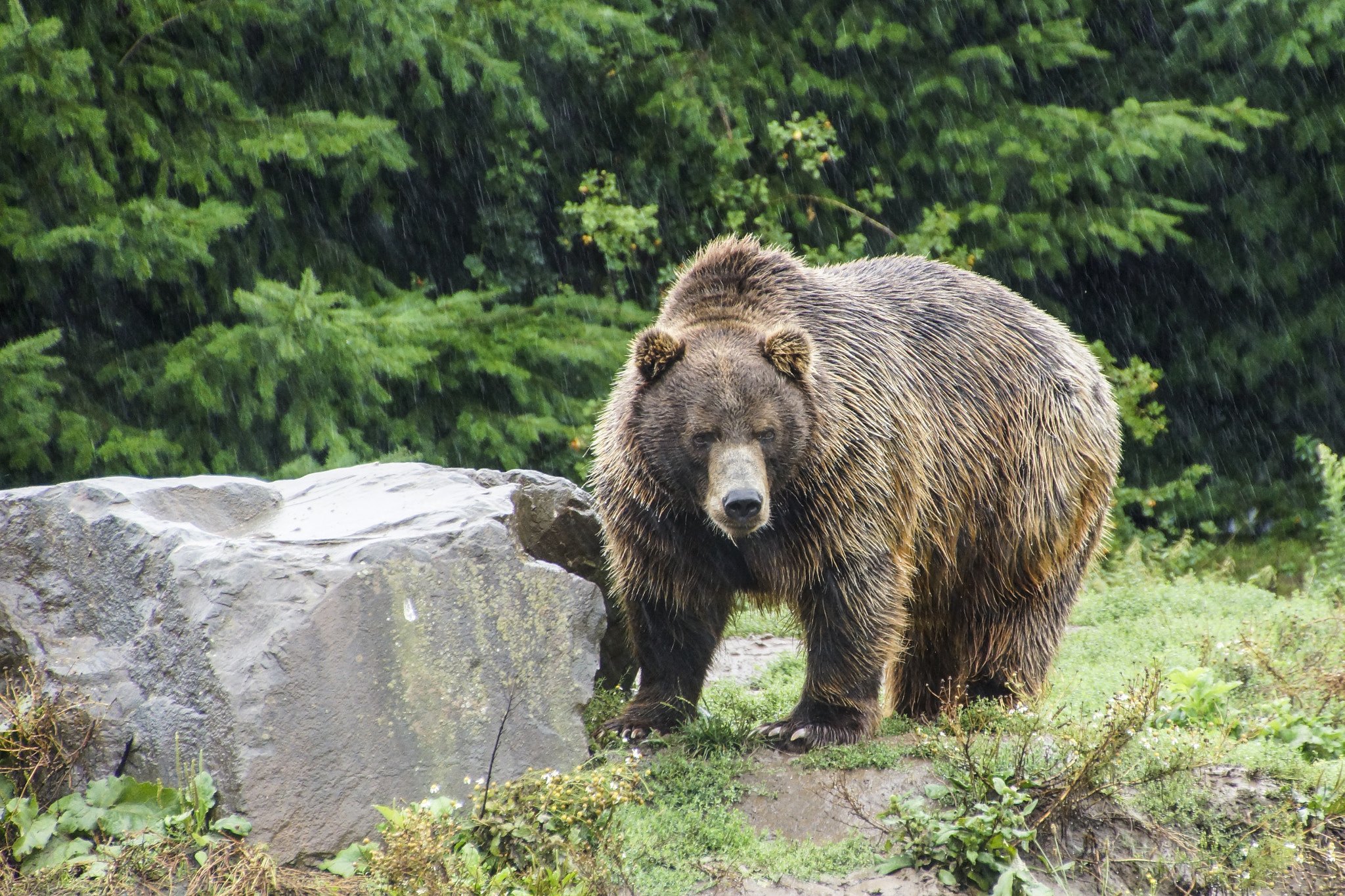 DT 18-270mm F3.5-6.3 sample photo. Bear in the forest photography