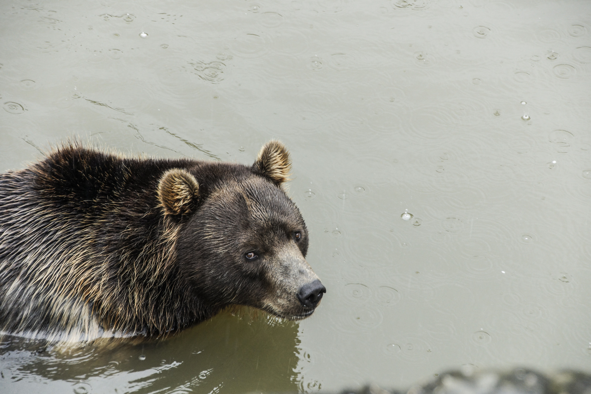 Sony SLT-A65 (SLT-A65V) + DT 18-270mm F3.5-6.3 sample photo. Bear photography