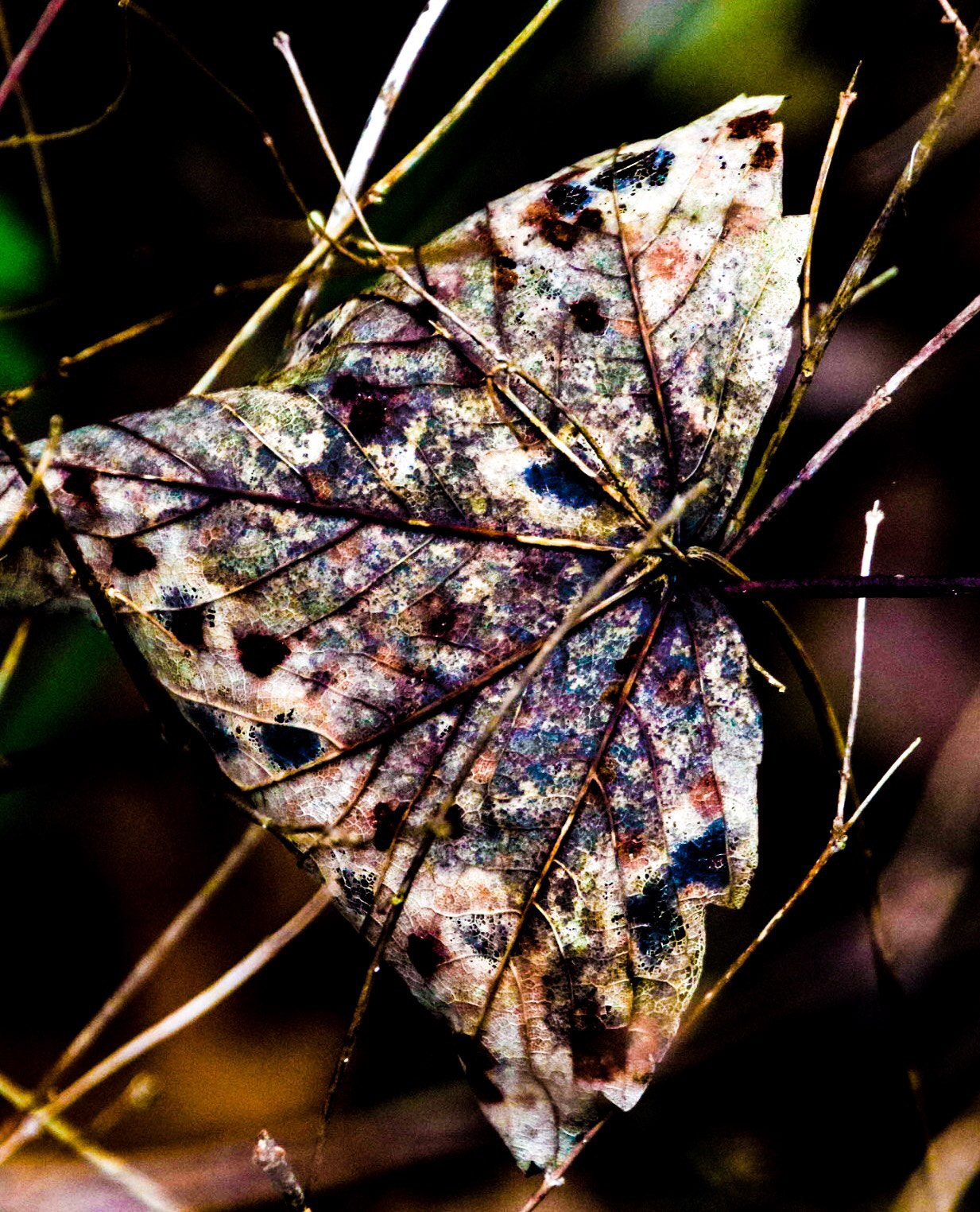 Canon EOS 760D (EOS Rebel T6s / EOS 8000D) sample photo. Moth photography
