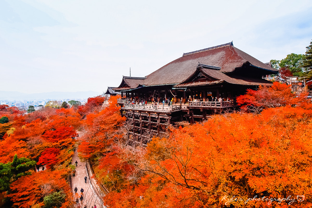 Olympus E-30 + Olympus Zuiko Digital ED 9-18mm F4.0-5.6 sample photo. 清水寺 photography