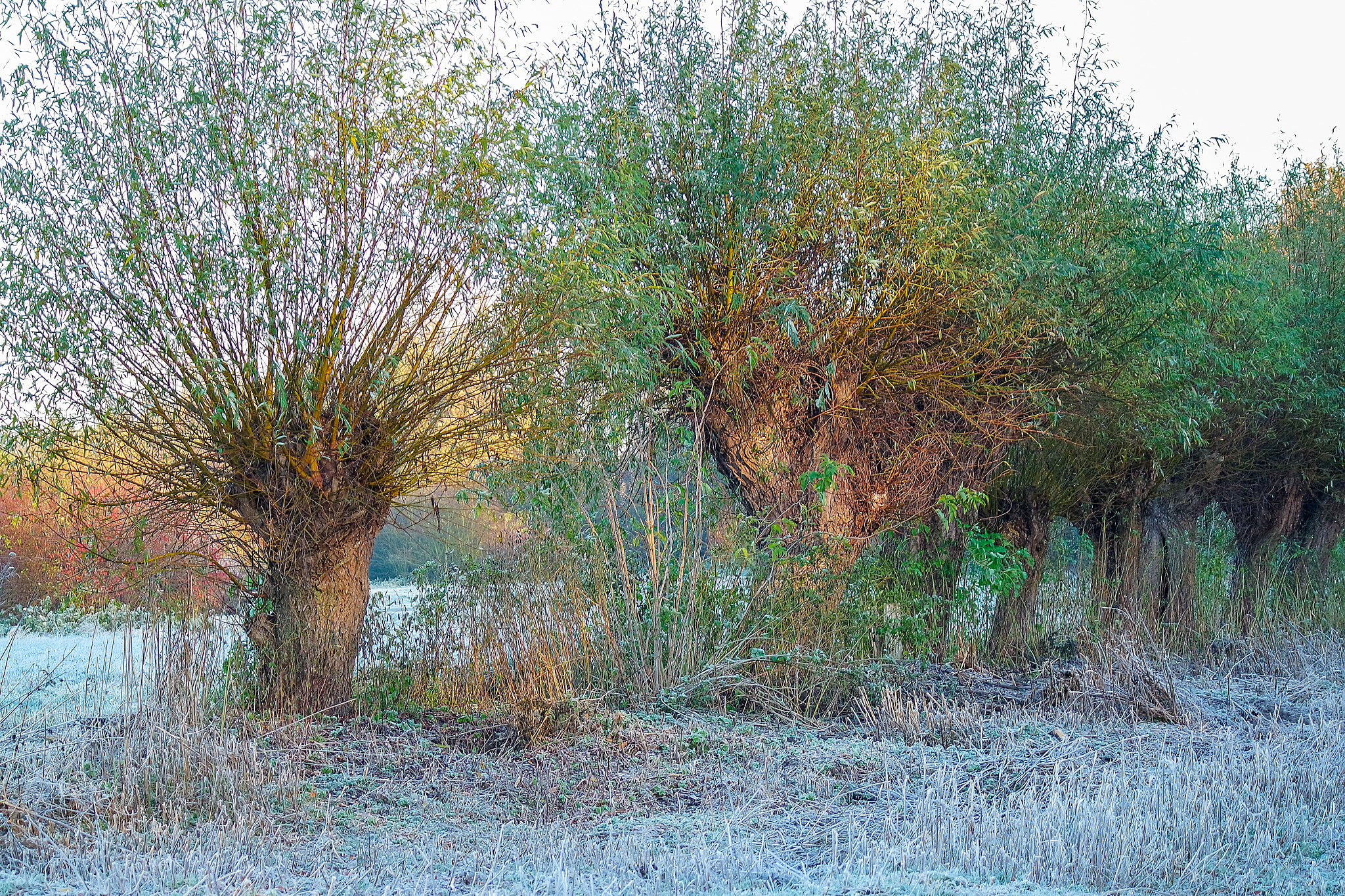 Samsung NX3000 + NX 50-200mm F4-5.6 sample photo. November am niederrhein photography