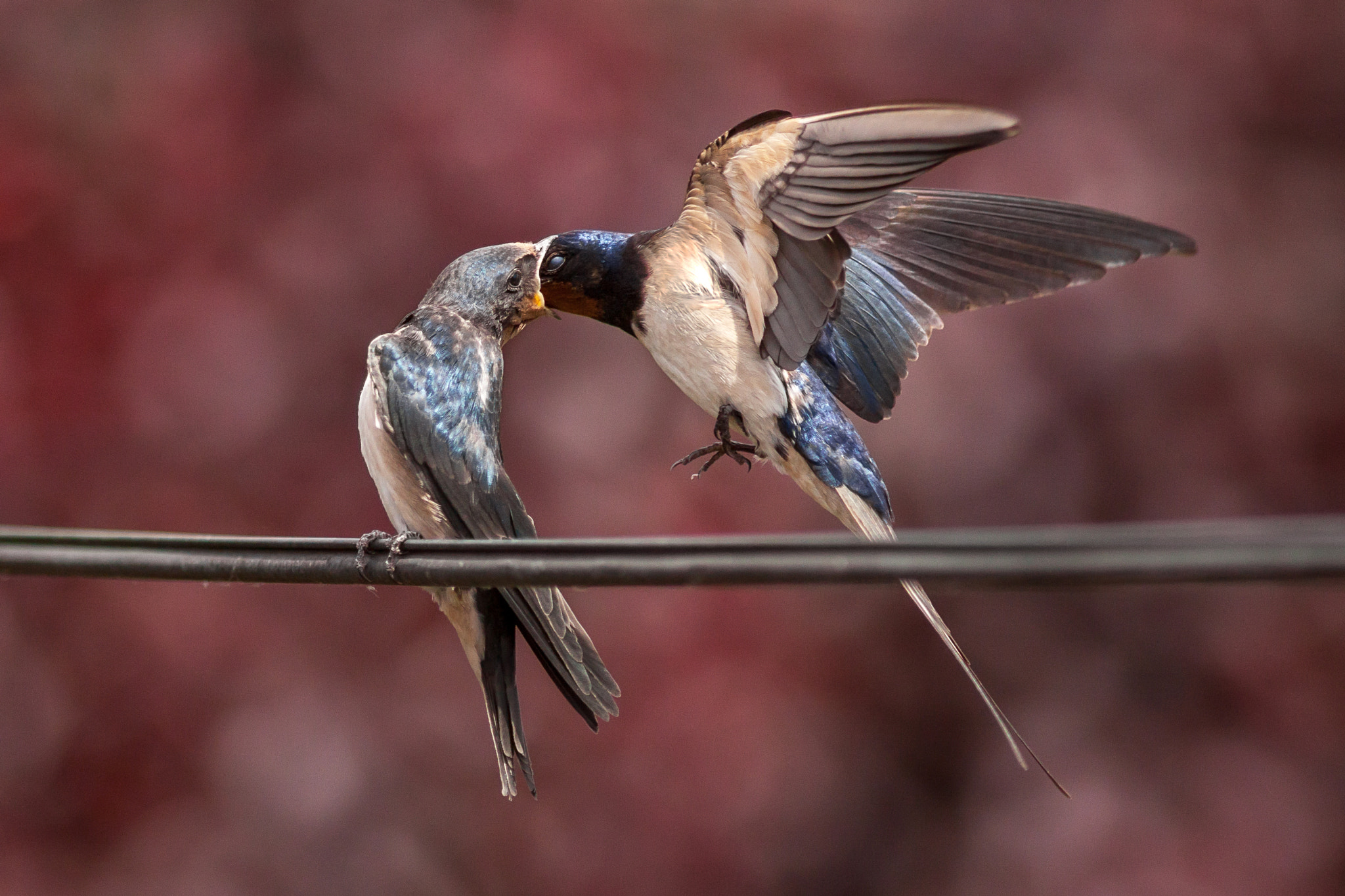 Canon EOS 50D + Canon EF 300mm F4L IS USM sample photo. Feeding photography