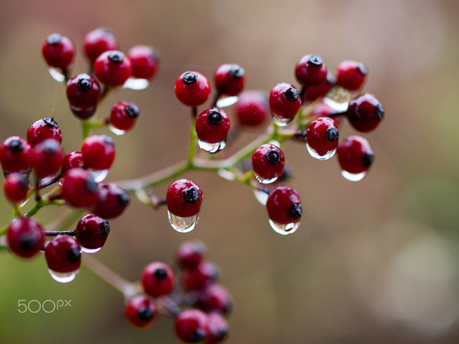 Olympus PEN E-PM1 + OLYMPUS 50mm Lens sample photo. Red berry photography