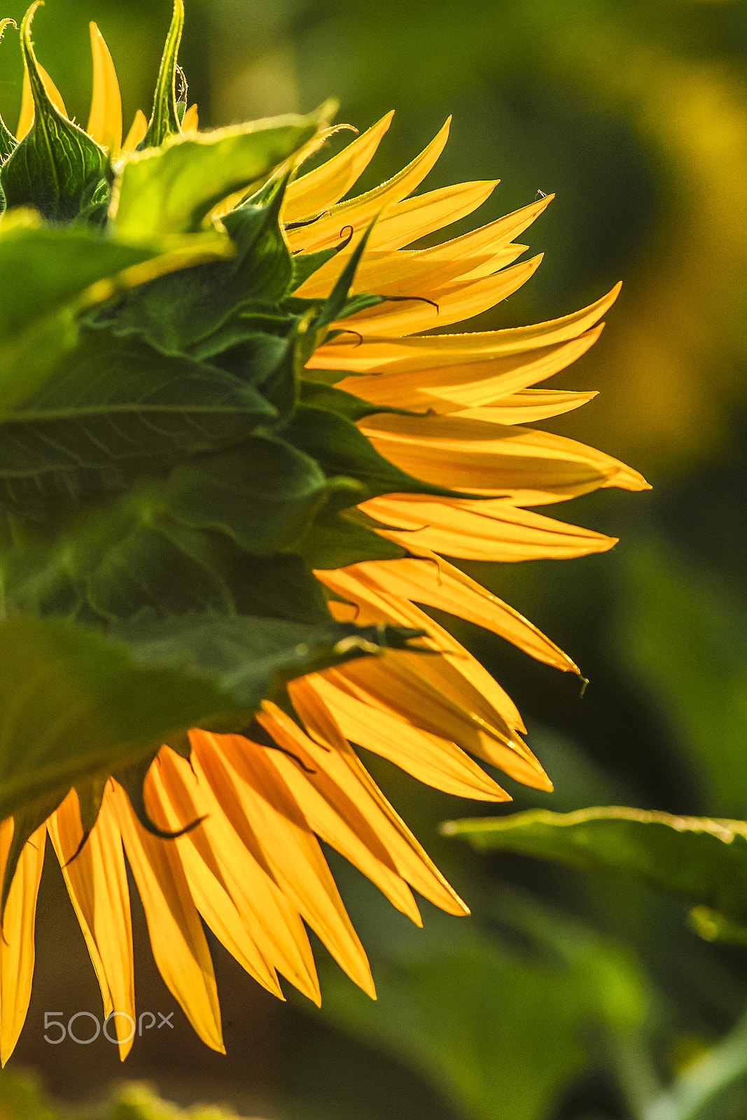 Nikon D300 + Nikon AF Nikkor 180mm F2.8D ED-IF sample photo. Sunflower photography