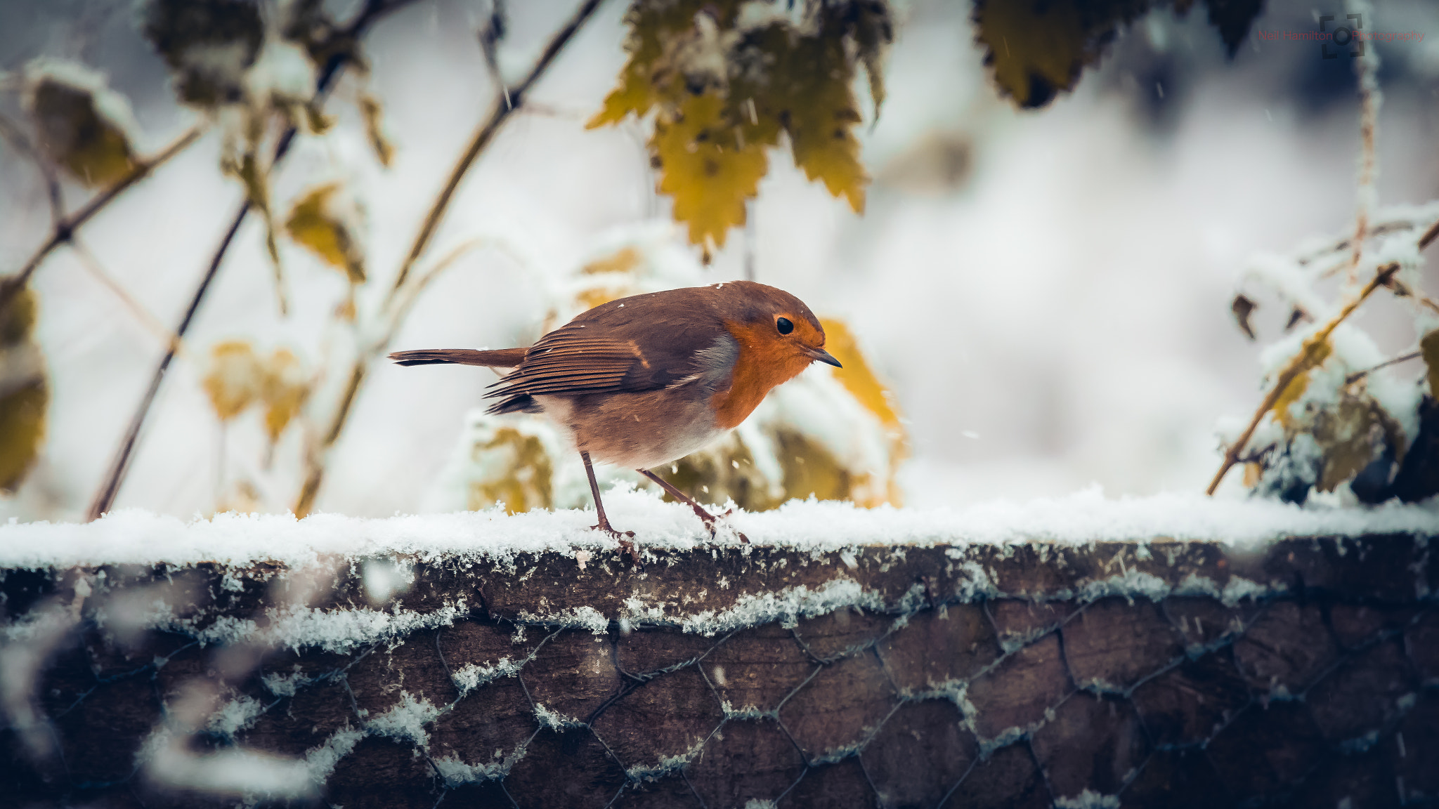 Canon EF 400mm F2.8L IS USM sample photo. No.333 - forager photography