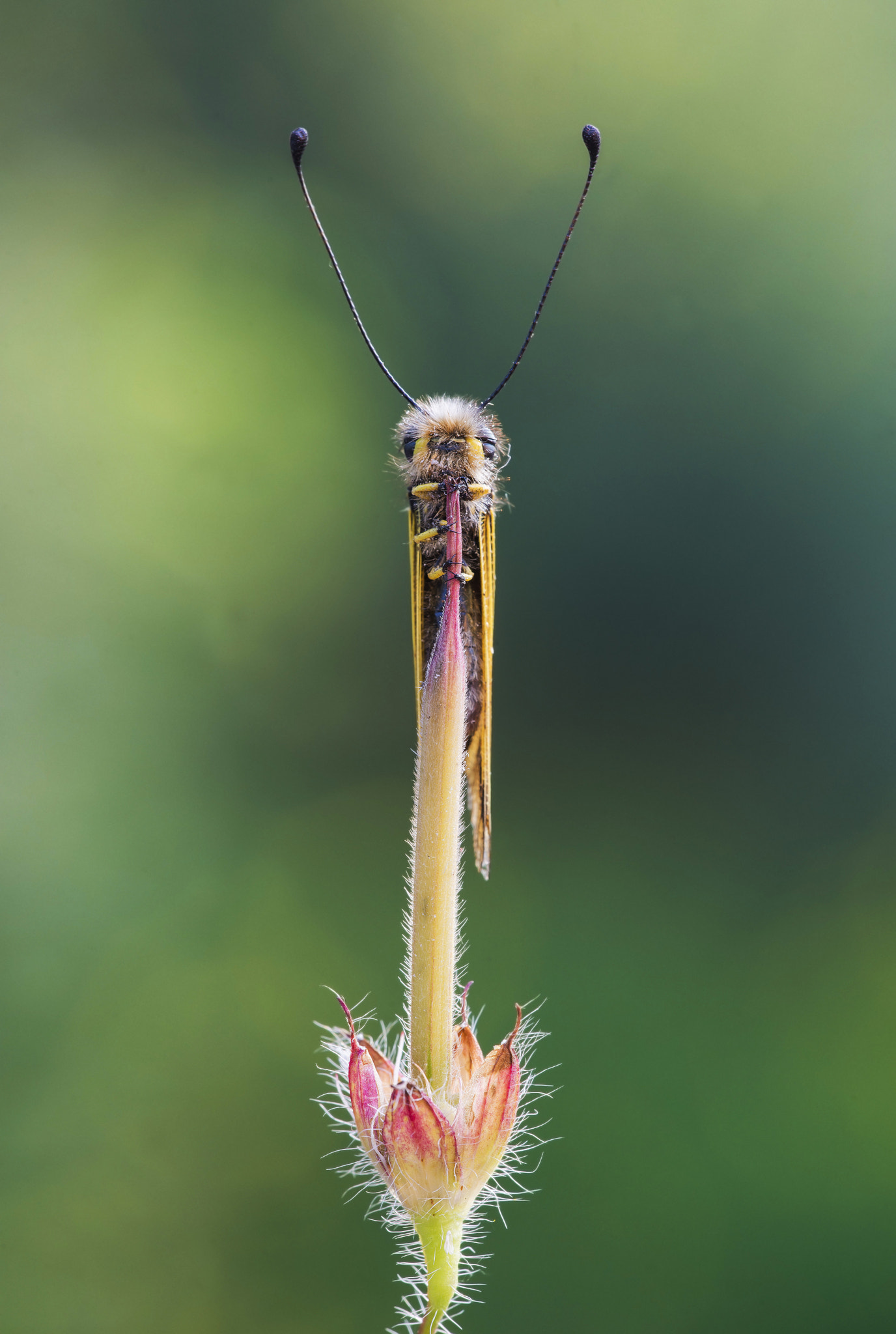Sigma 150mm F2.8 EX DG Macro HSM sample photo. Libelloides longicornis photography