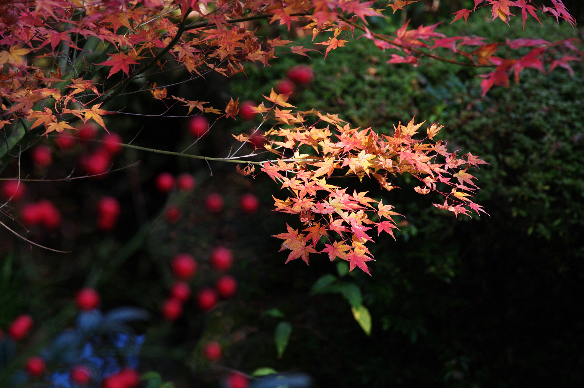 Pentax K-7 + Sigma 17-70mm F2.8-4 DC Macro HSM Contemporary sample photo. Snap on kyoto 6127 photography