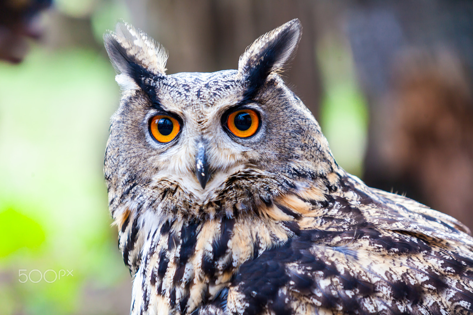 Canon EF 35-350mm F3.5-5.6L USM sample photo. Club santa fe falconry photography