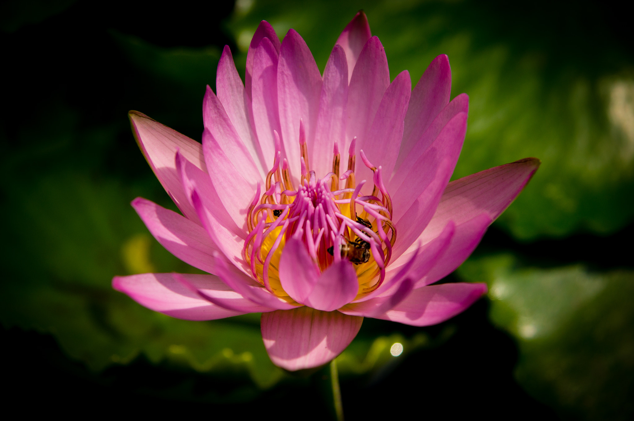 Sony SLT-A55 (SLT-A55V) sample photo. Lotus photography