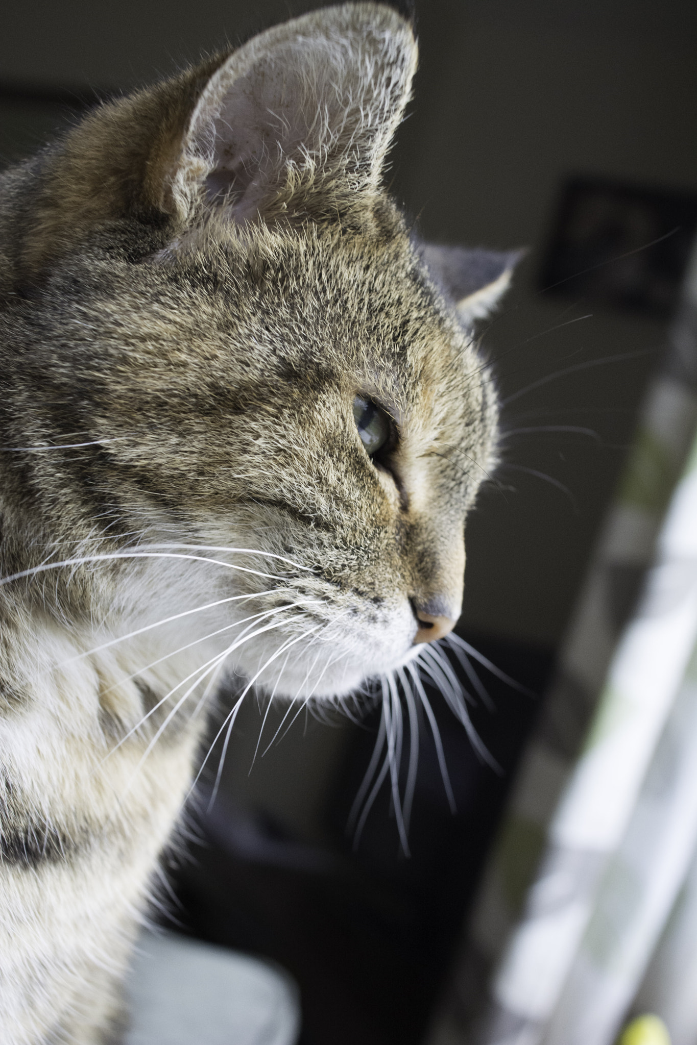 Nikon D7100 + Sigma 24mm F2.8 Super Wide II Macro sample photo. Annie photography
