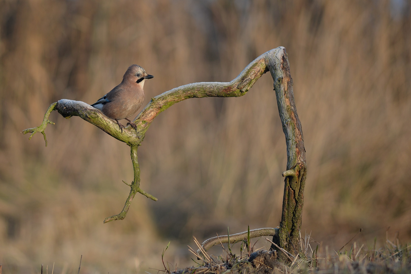 Nikon D610 + AF Nikkor 300mm f/4 IF-ED sample photo. Jay ii photography