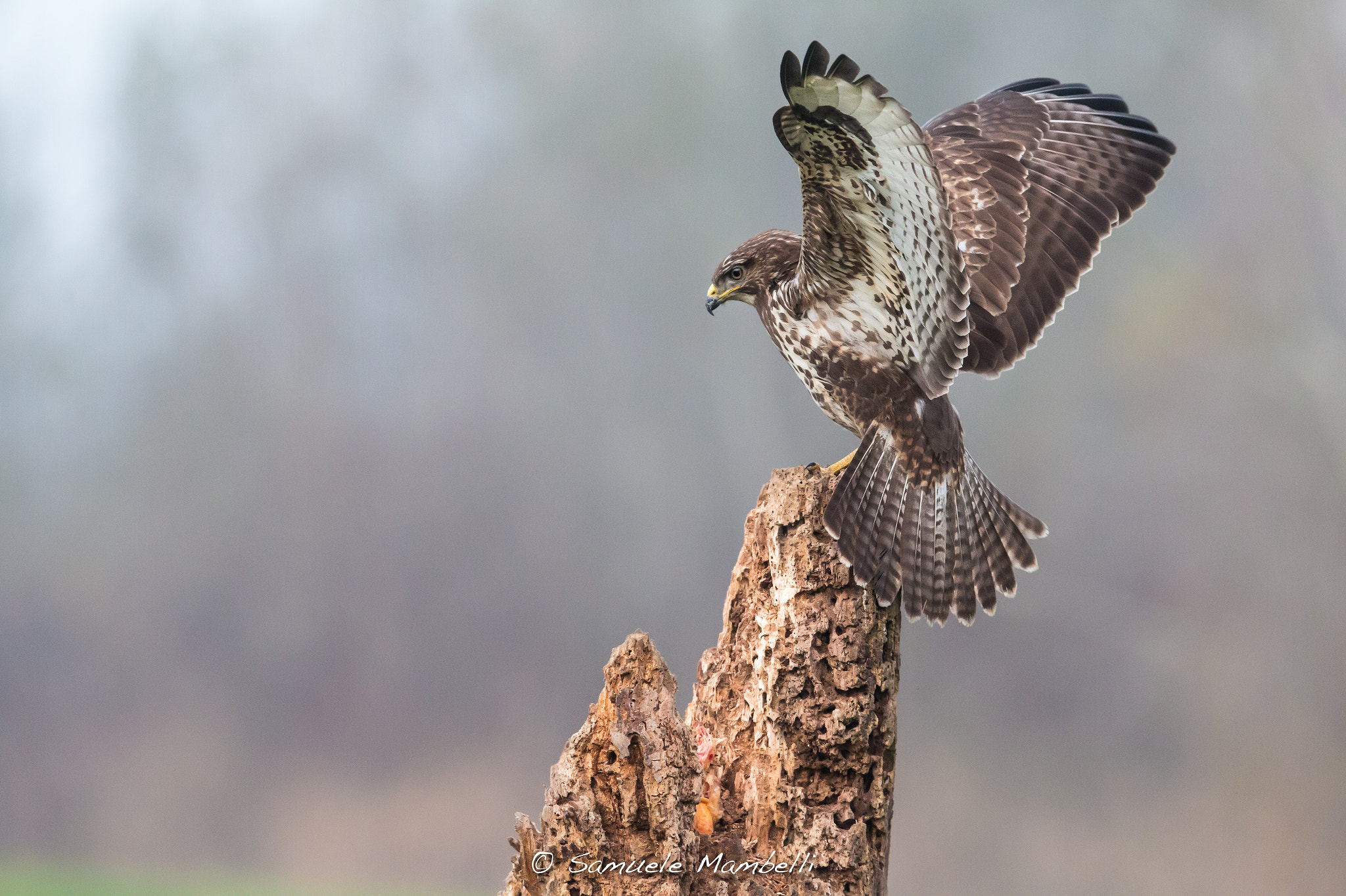 Canon EOS 70D + Canon EF 300mm F2.8L IS USM sample photo. Eleganza photography