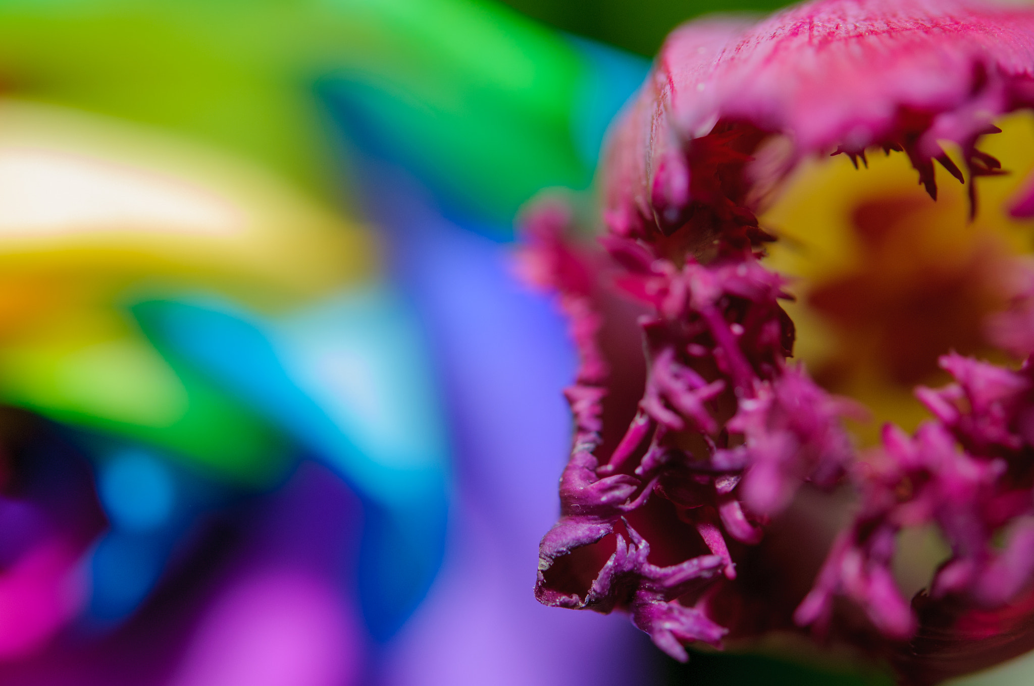 Nikon AF-S Micro-Nikkor 60mm F2.8G ED sample photo. The flower mouth photography