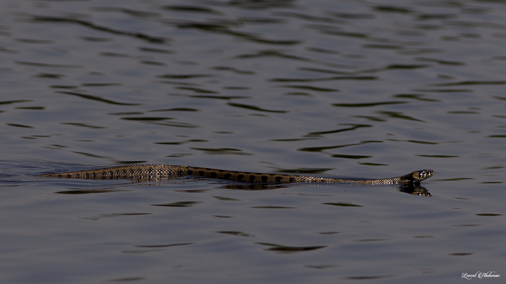 Canon EOS 650D (EOS Rebel T4i / EOS Kiss X6i) + Canon EF 400mm F5.6L USM sample photo. Swimming snake photography