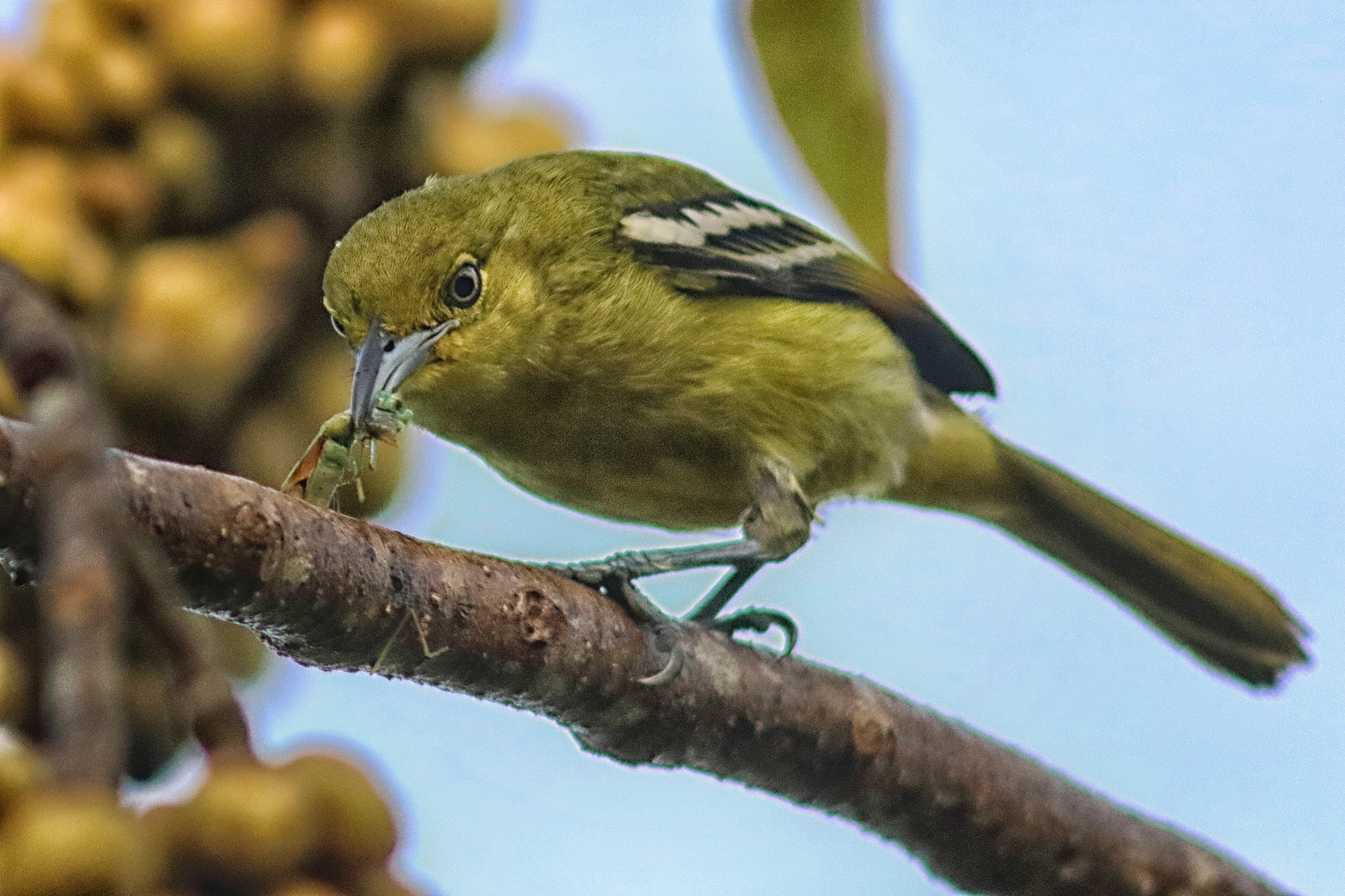 Canon EF 300mm F4L IS USM sample photo. Common iora with insect photography