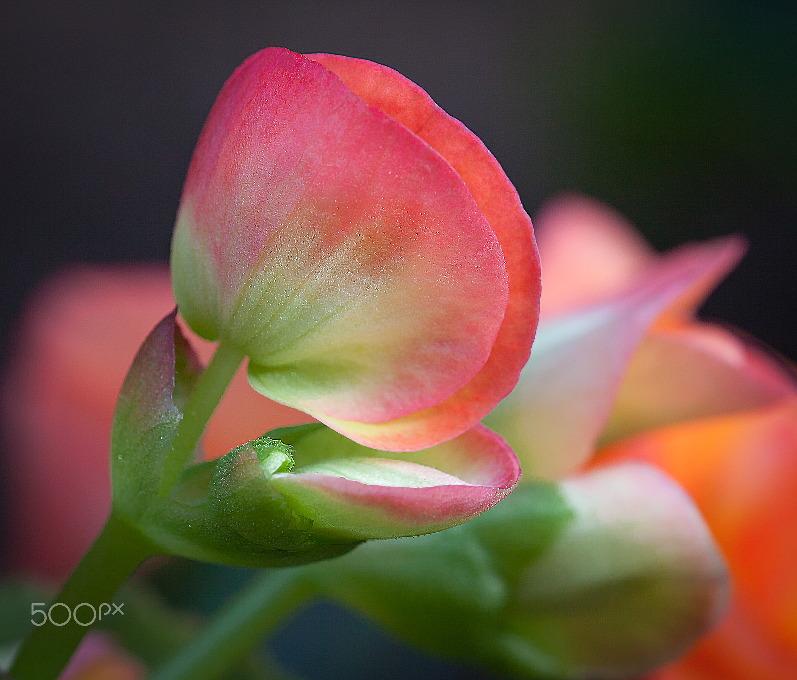 Sigma 150mm f/2.8 EX DG OS HSM APO Macro sample photo. Morning light photography