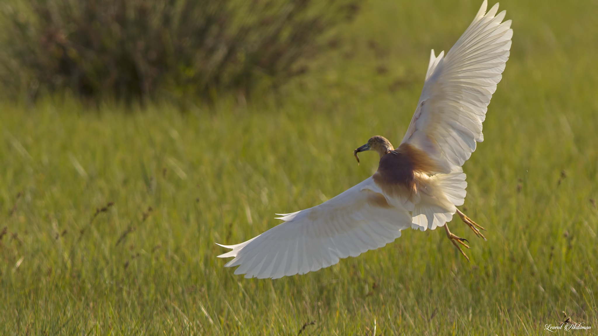 Canon EOS 650D (EOS Rebel T4i / EOS Kiss X6i) + Canon EF 400mm F5.6L USM sample photo. Flying squacco heron photography