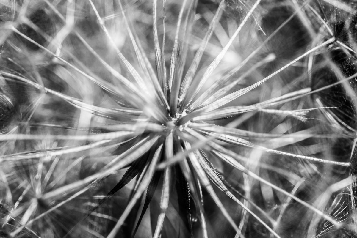 Nikon D610 + Sigma 105mm F2.8 EX DG Macro sample photo. Untitled black and white photography