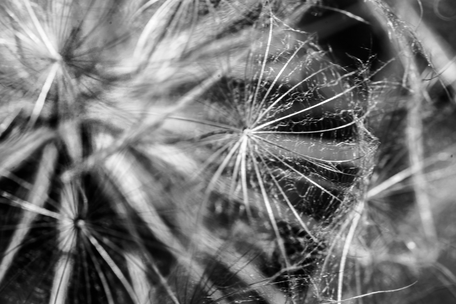Nikon D610 + Sigma 105mm F2.8 EX DG Macro sample photo. Untitled black and white photography