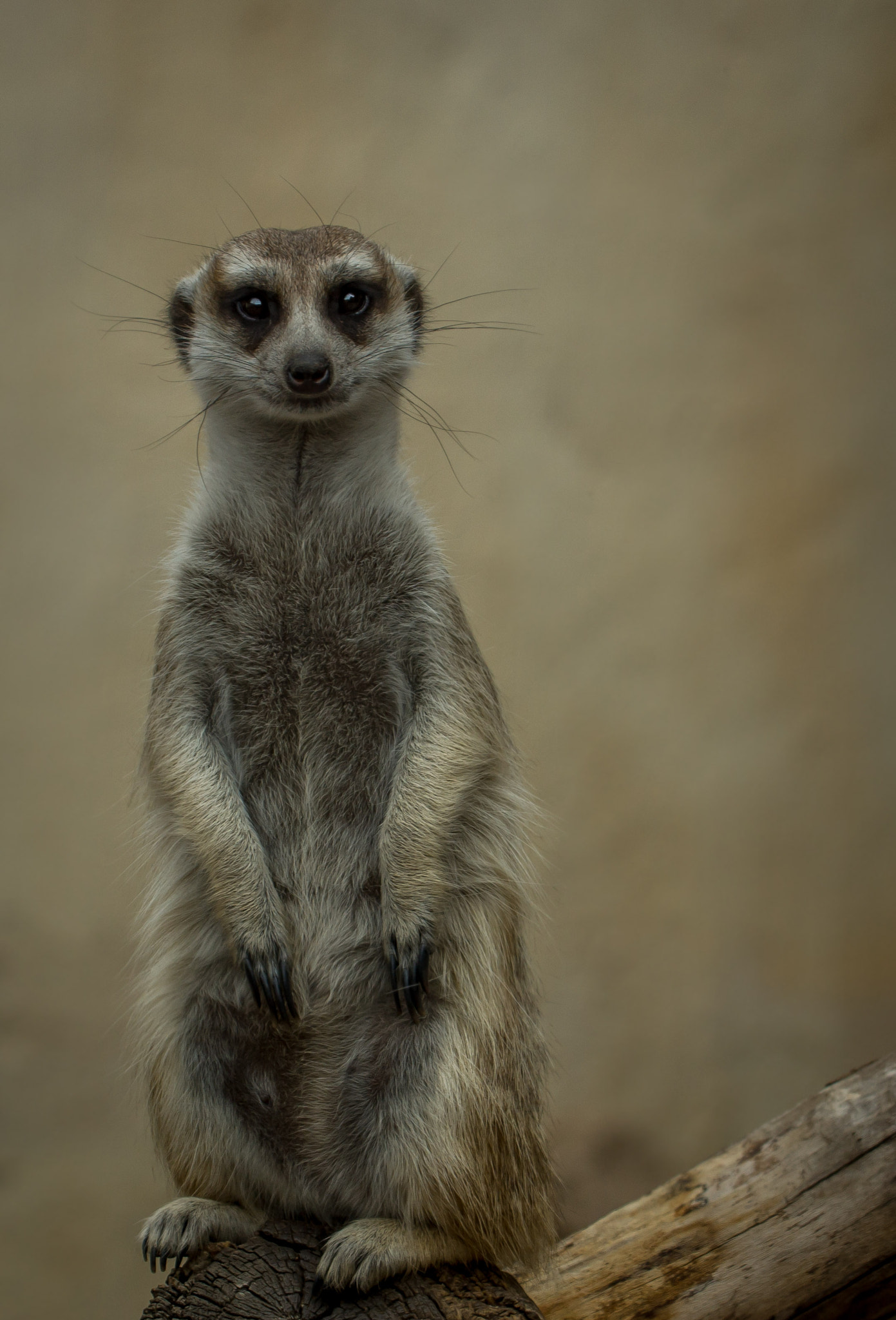 Sony SLT-A77 sample photo. Meerkat photography