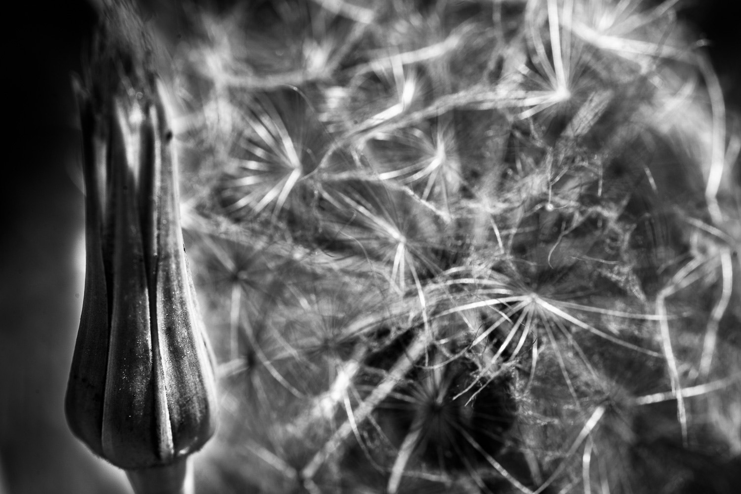 Nikon D610 + Sigma 105mm F2.8 EX DG Macro sample photo. Untitled black and white photography